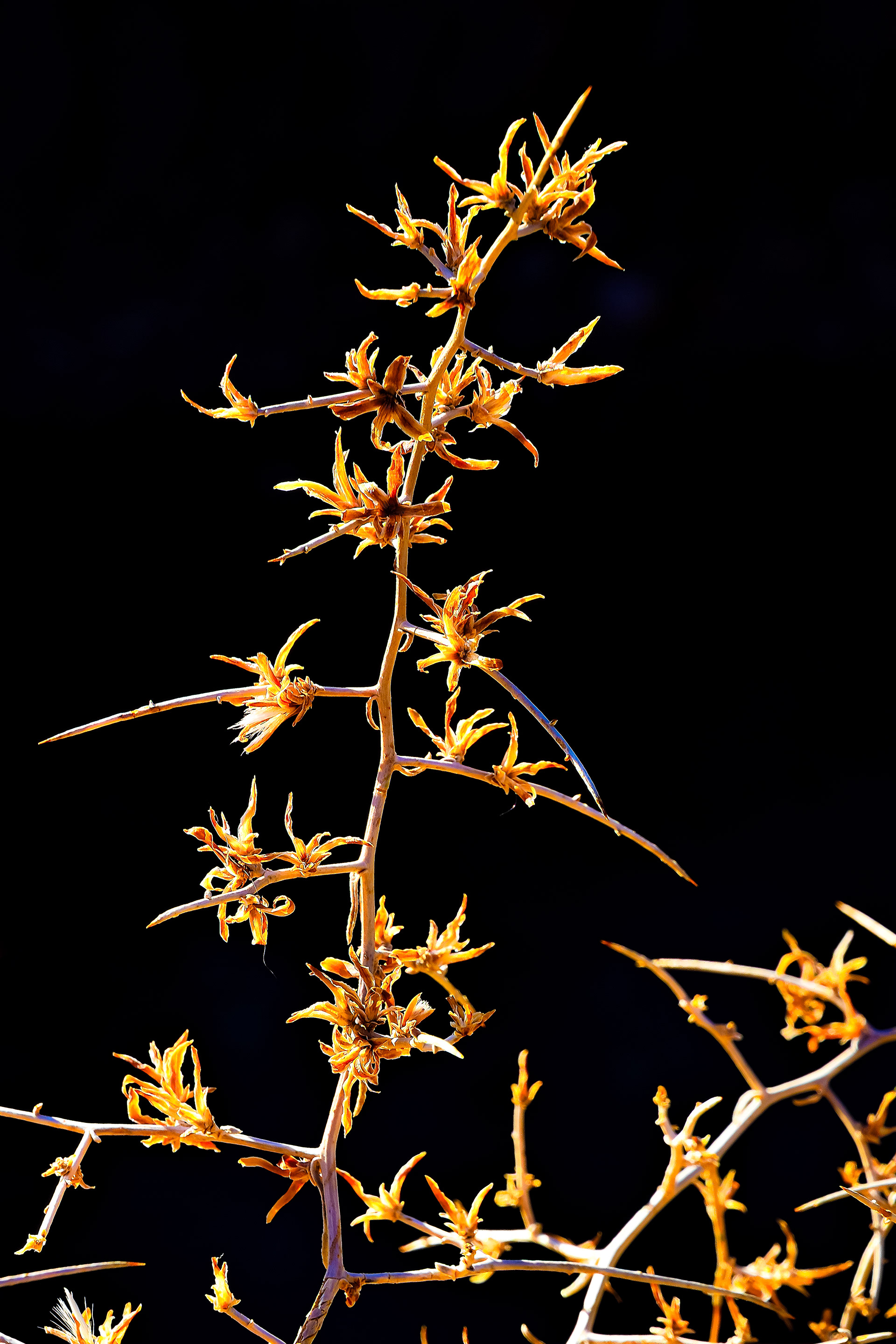 The Elegance of Thorns