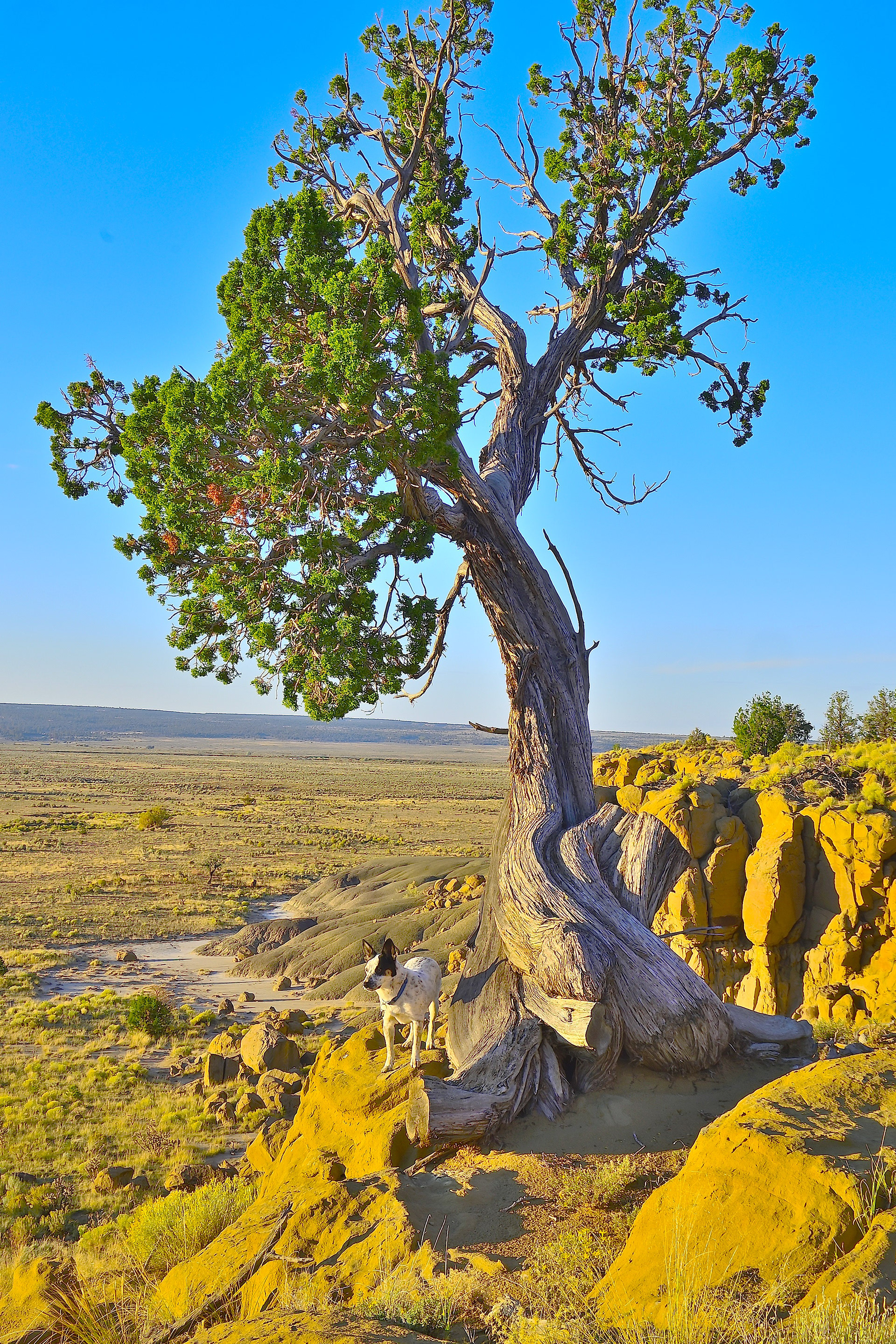 San Juan Basin, New Mexico