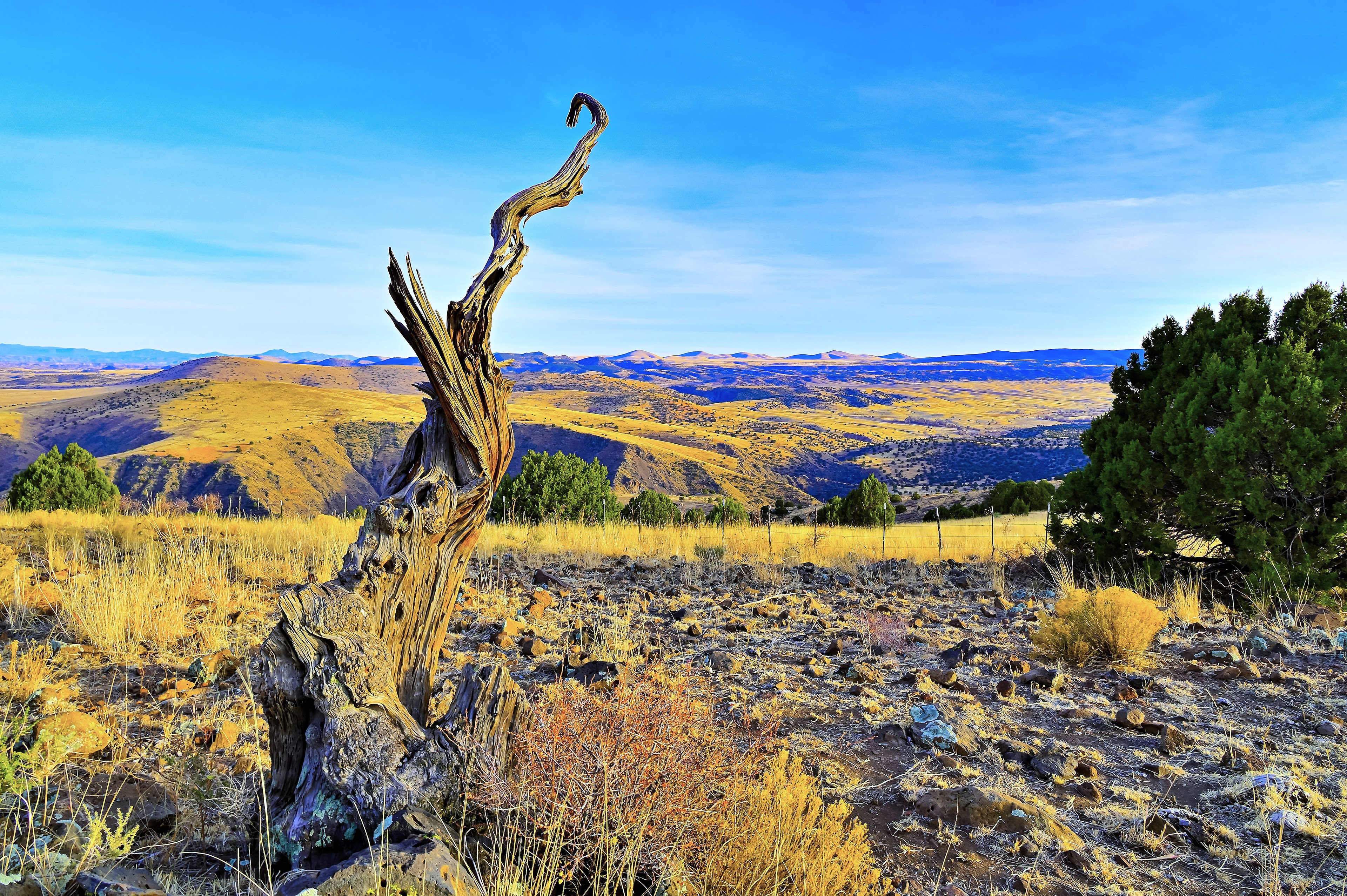 Juniper Snag
