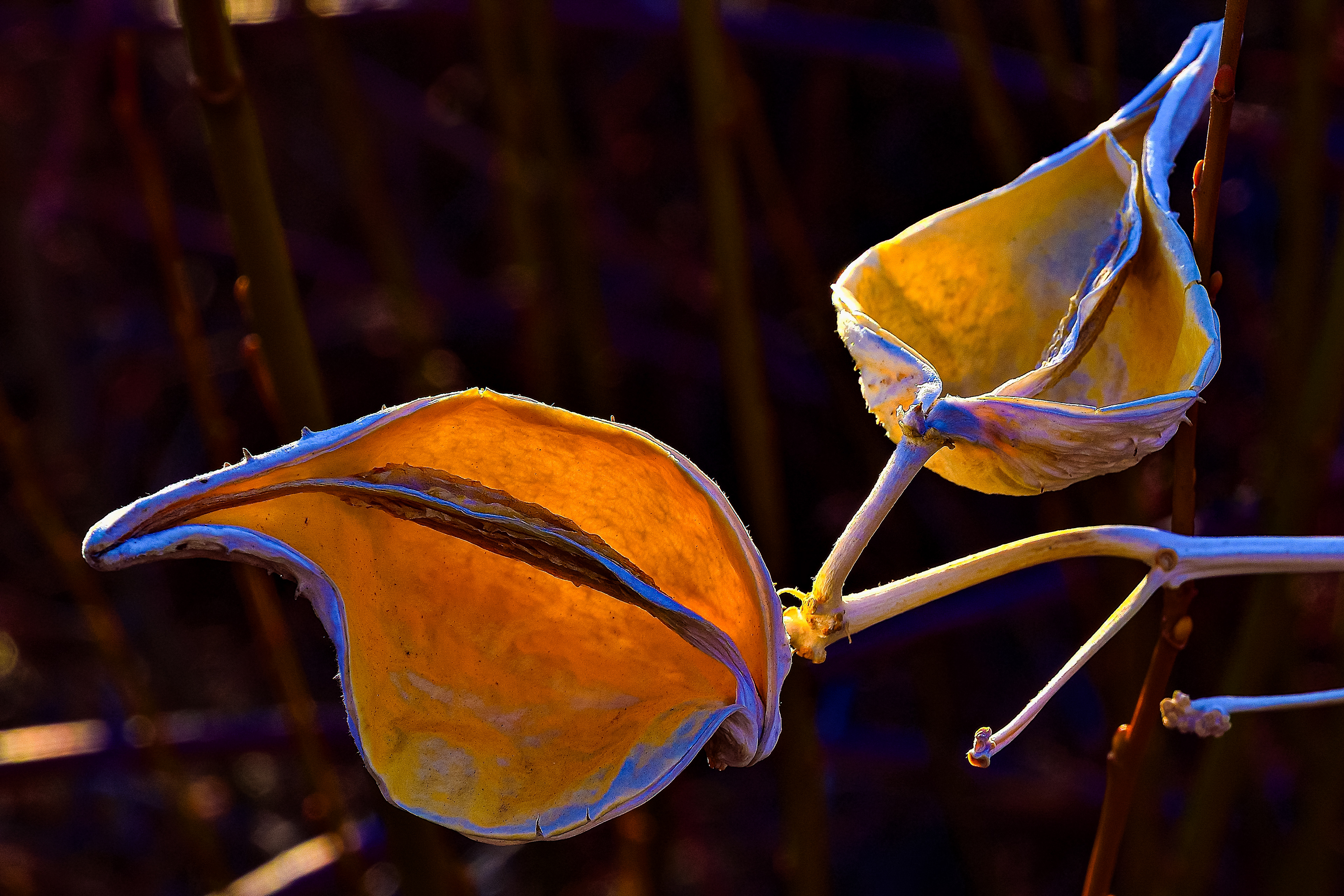 Milkweed Seed Pods
