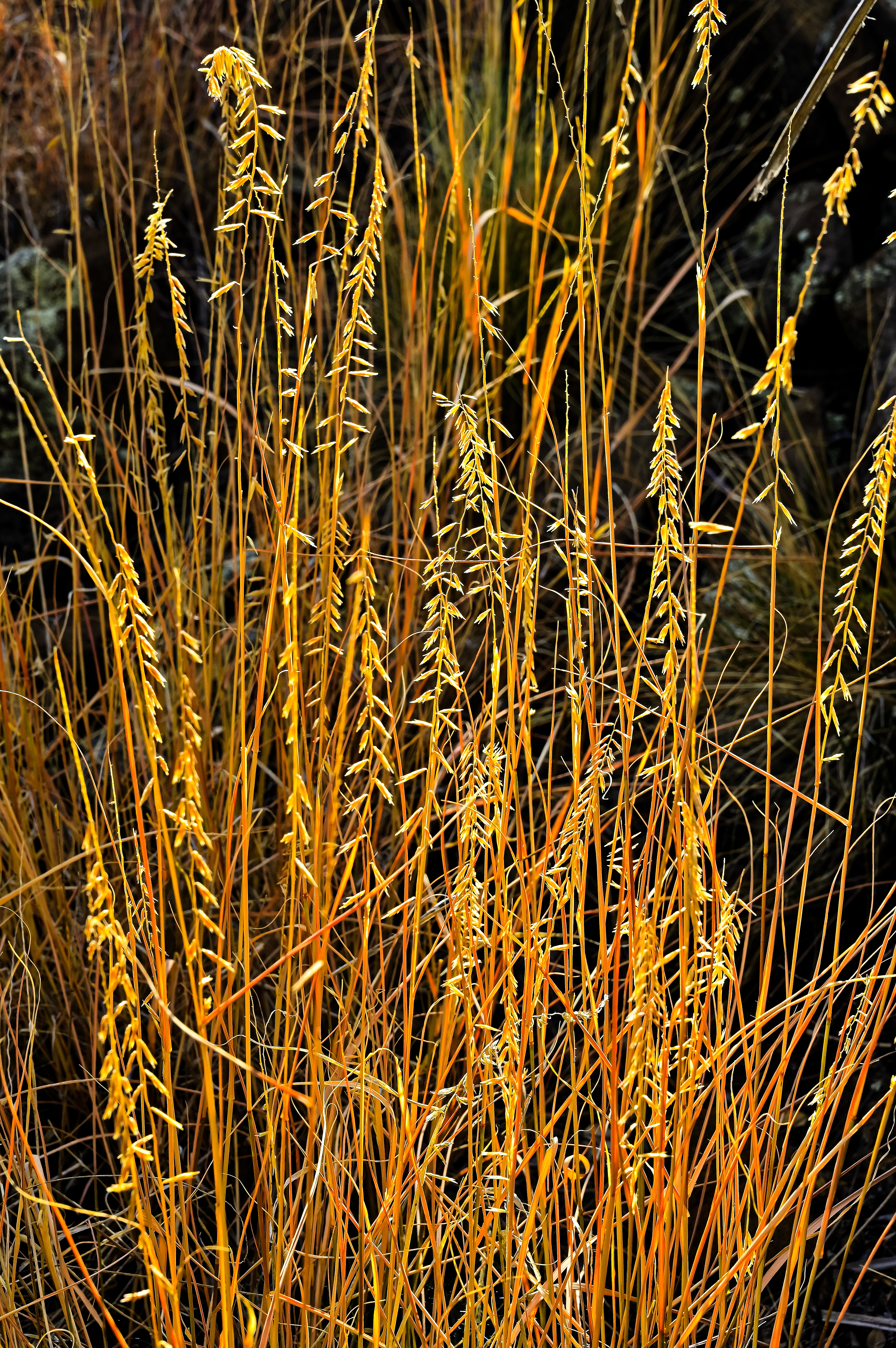 Winter Grass