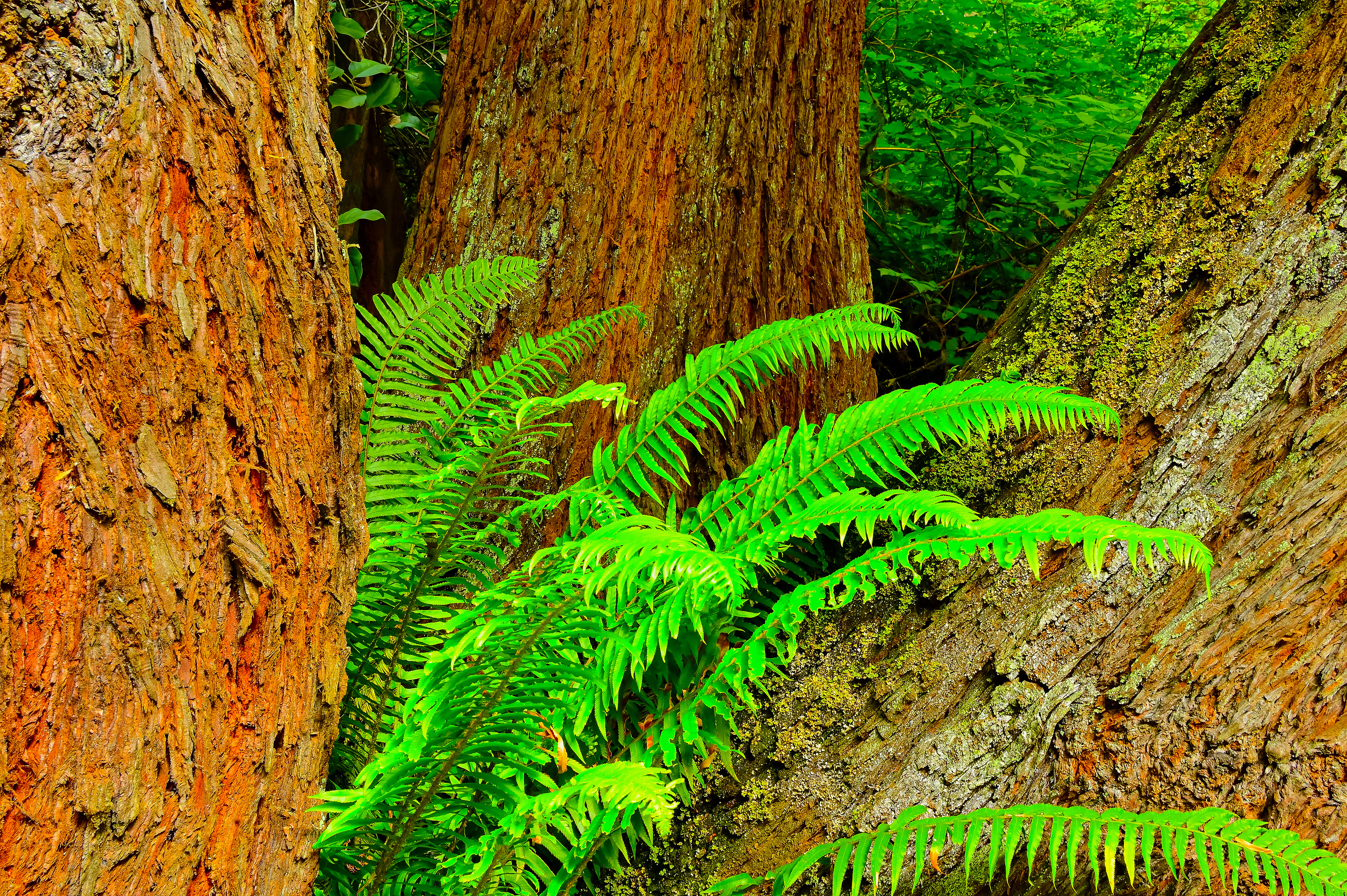 Sword Ferns among Redwoods, Del Norte Redwoods NP