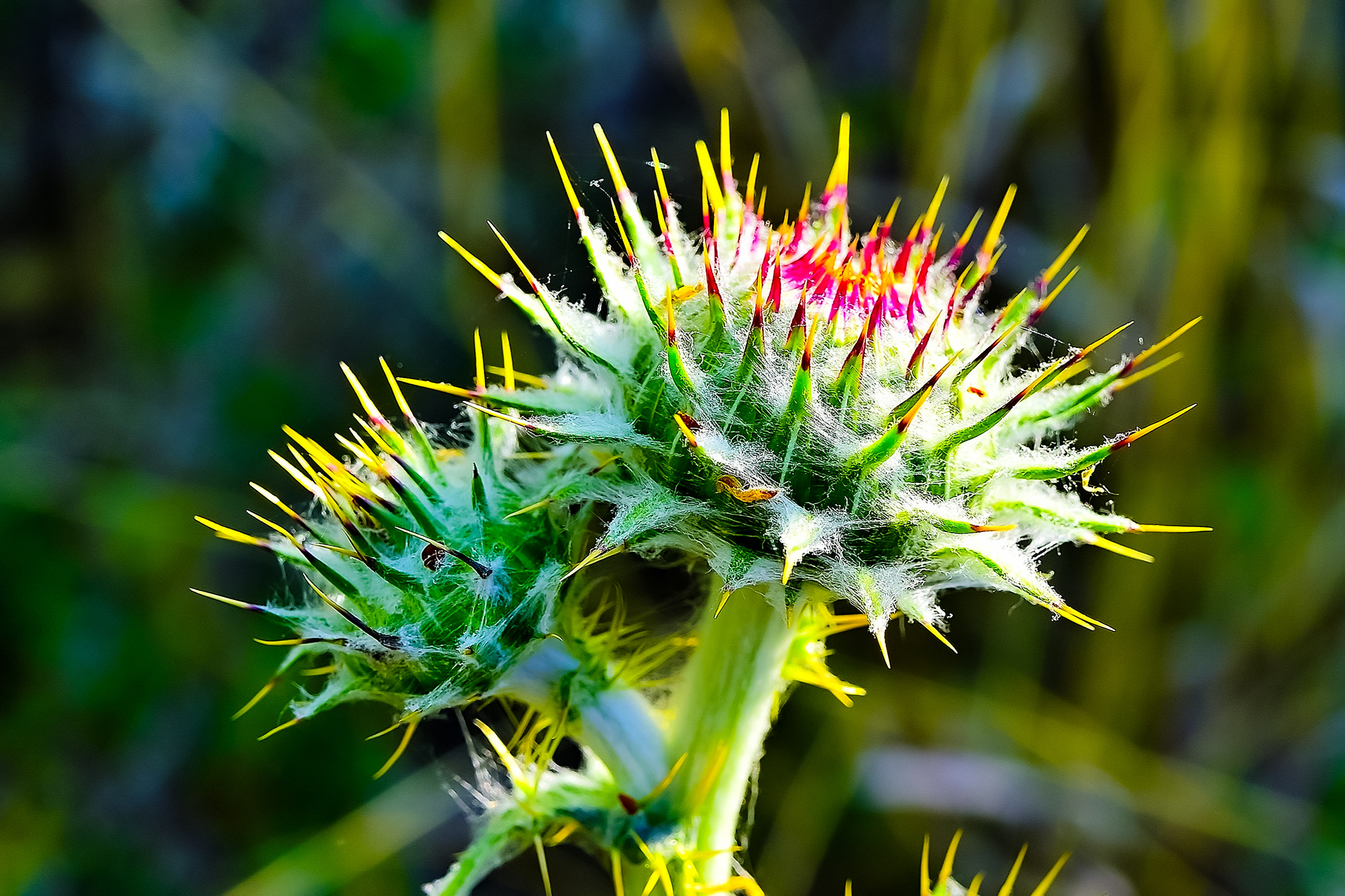 Cobweb Thistle