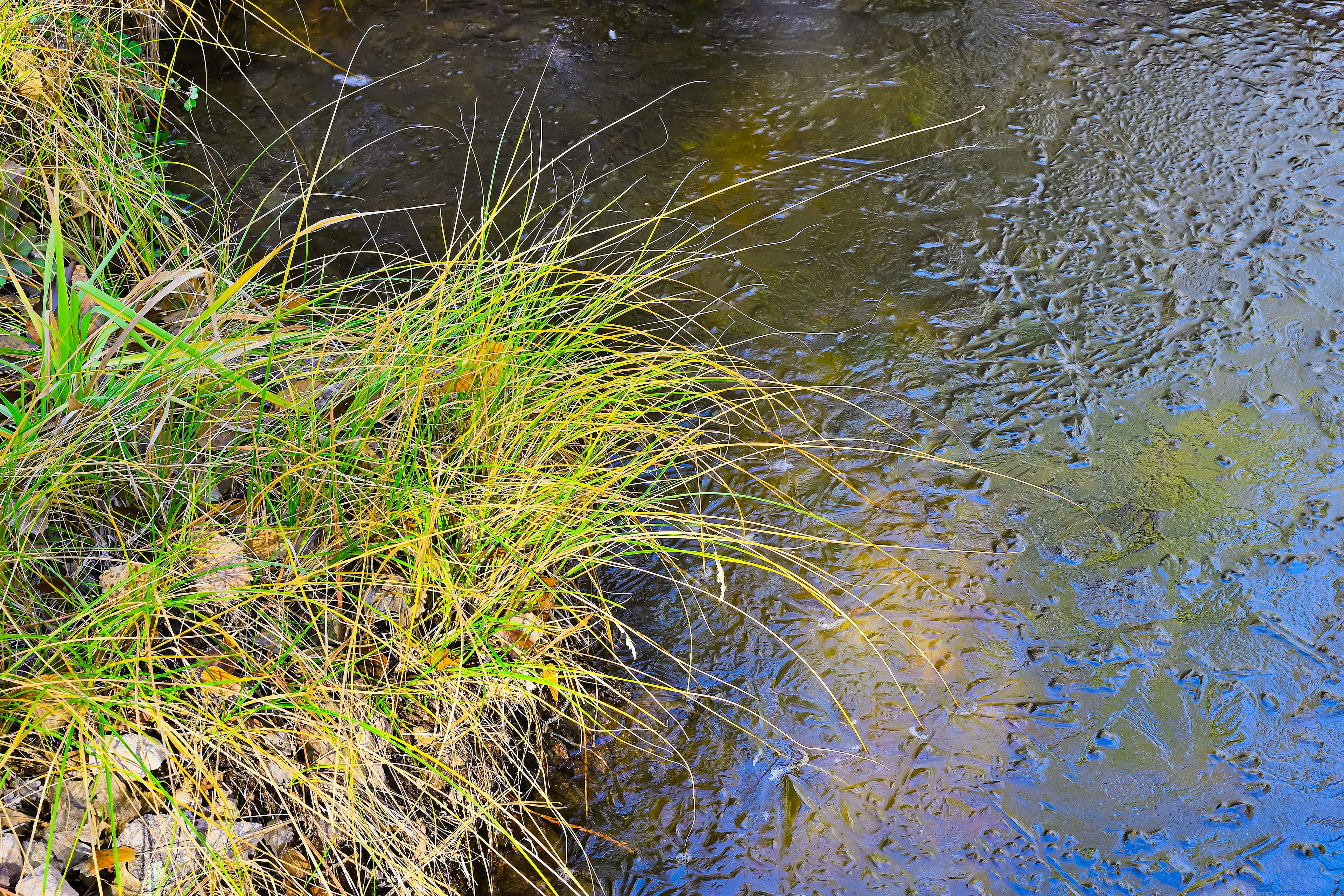 Frozen Pool on Sycamore Creek