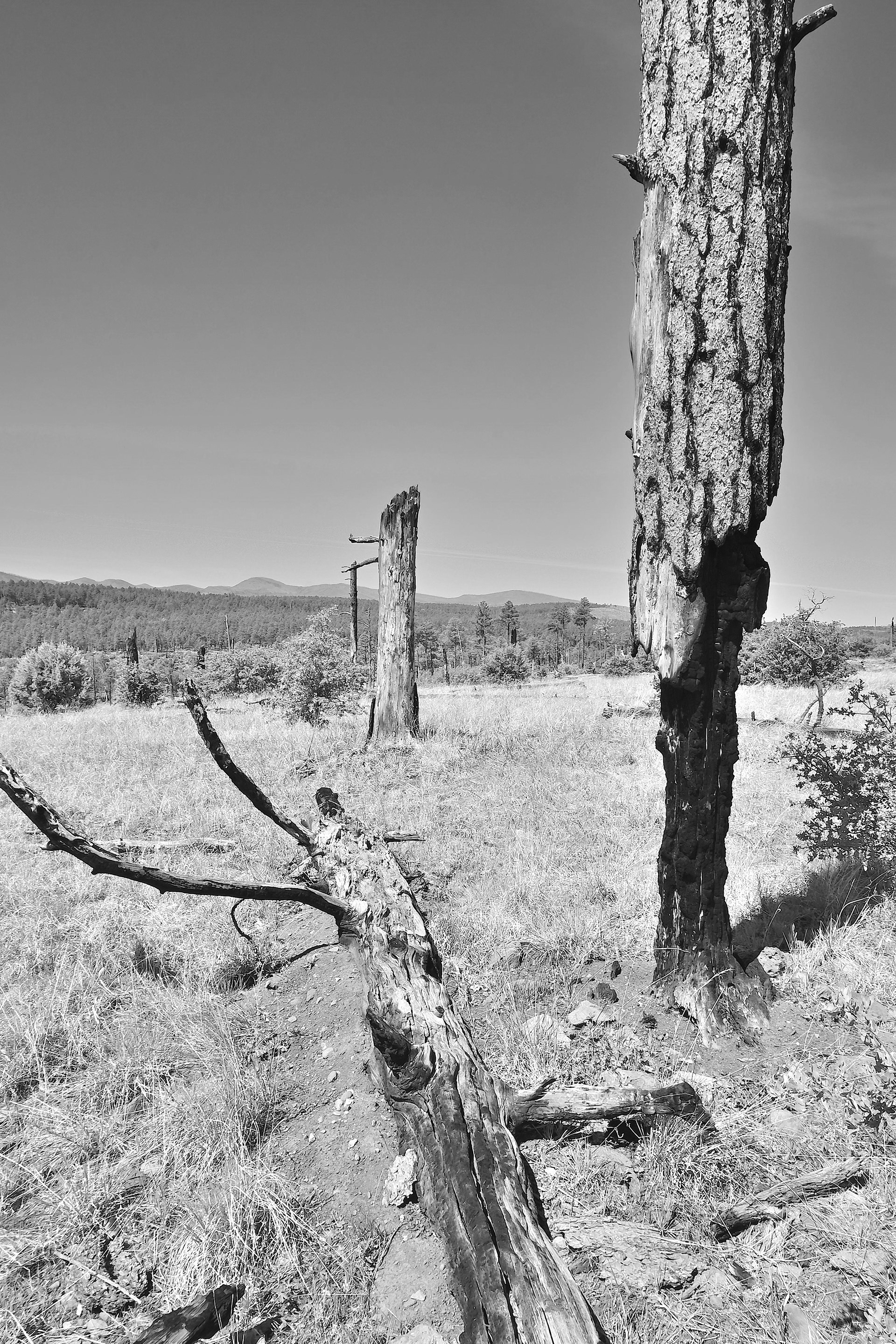 Gila National Forest, New Mexico