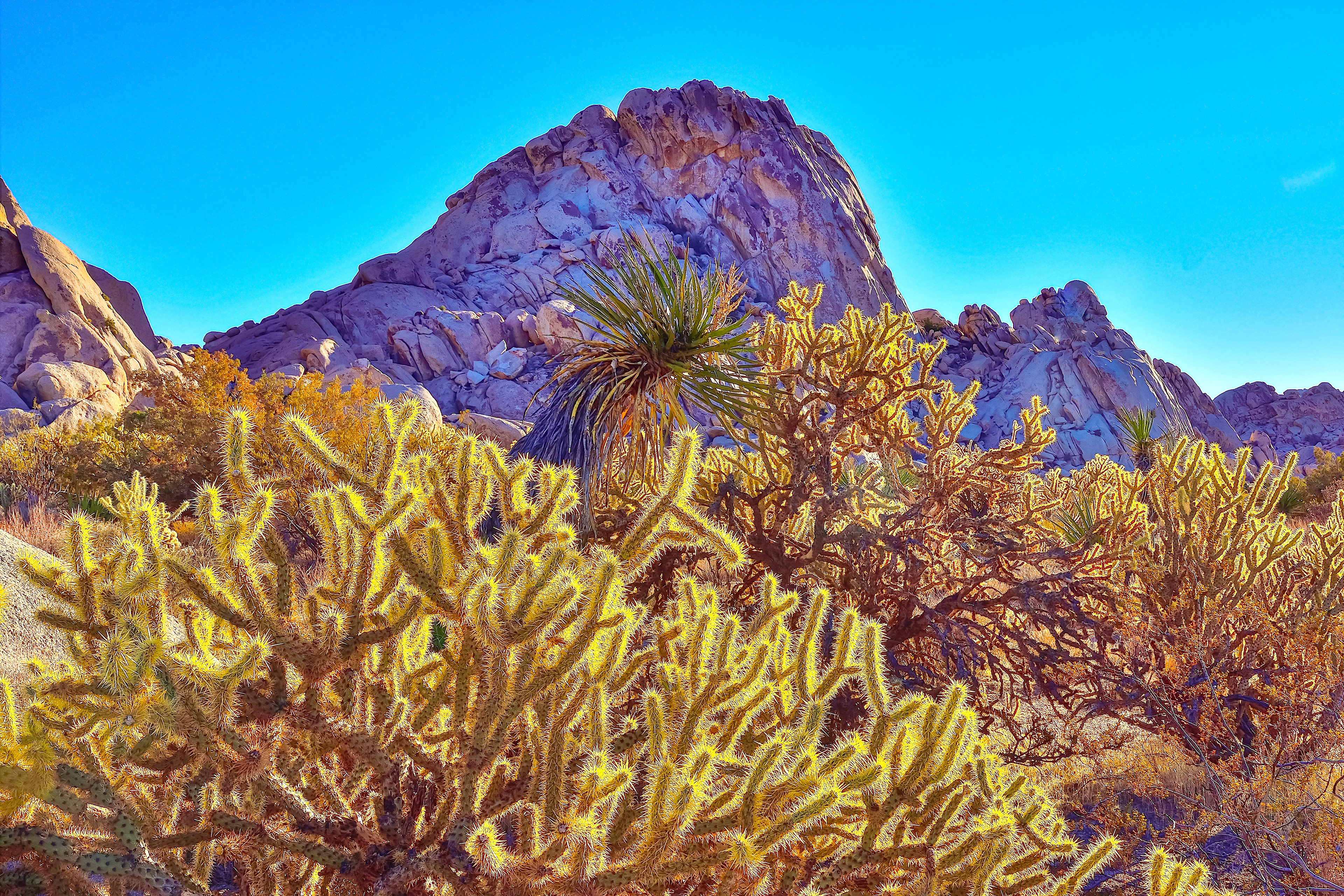 Cholla Garden, Mojave Desert, California