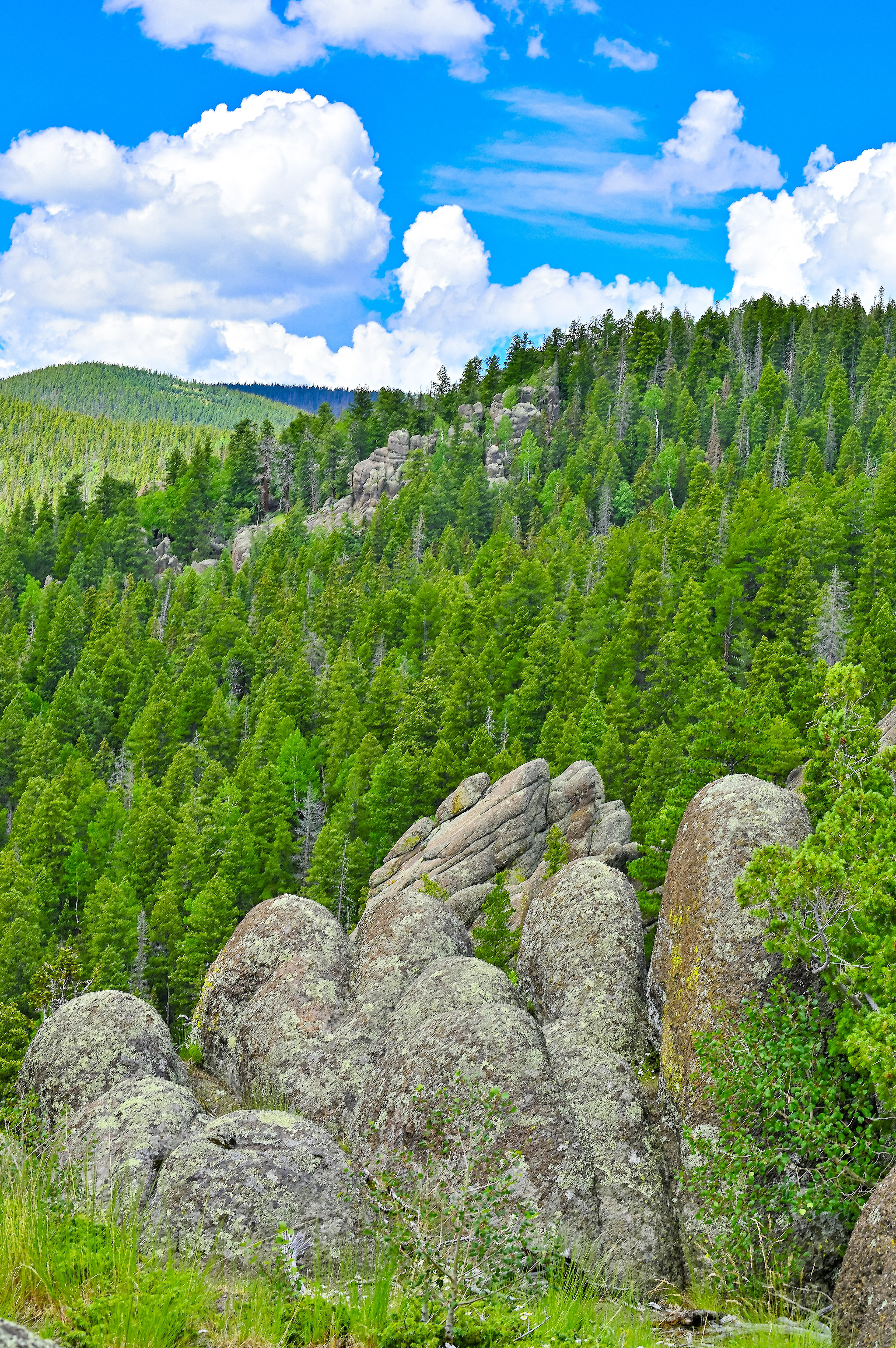 White Mountains, Apache NF, Arizona