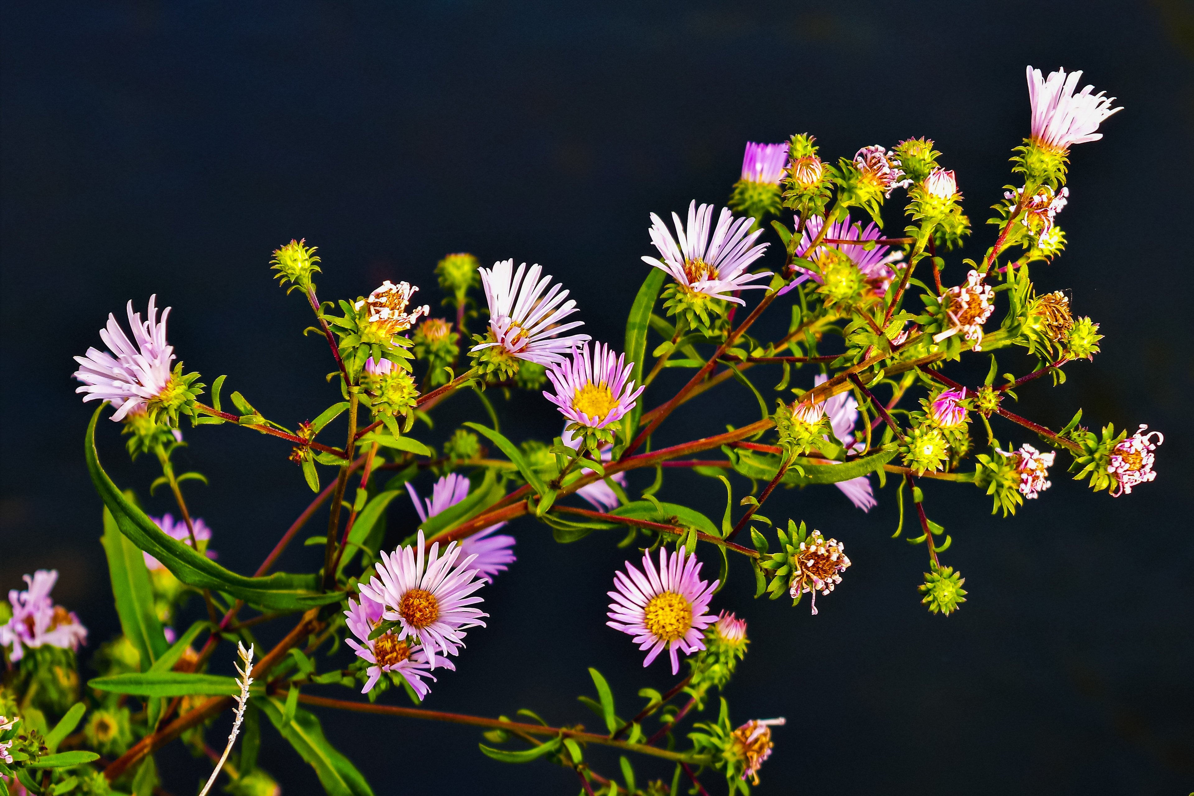 Asters