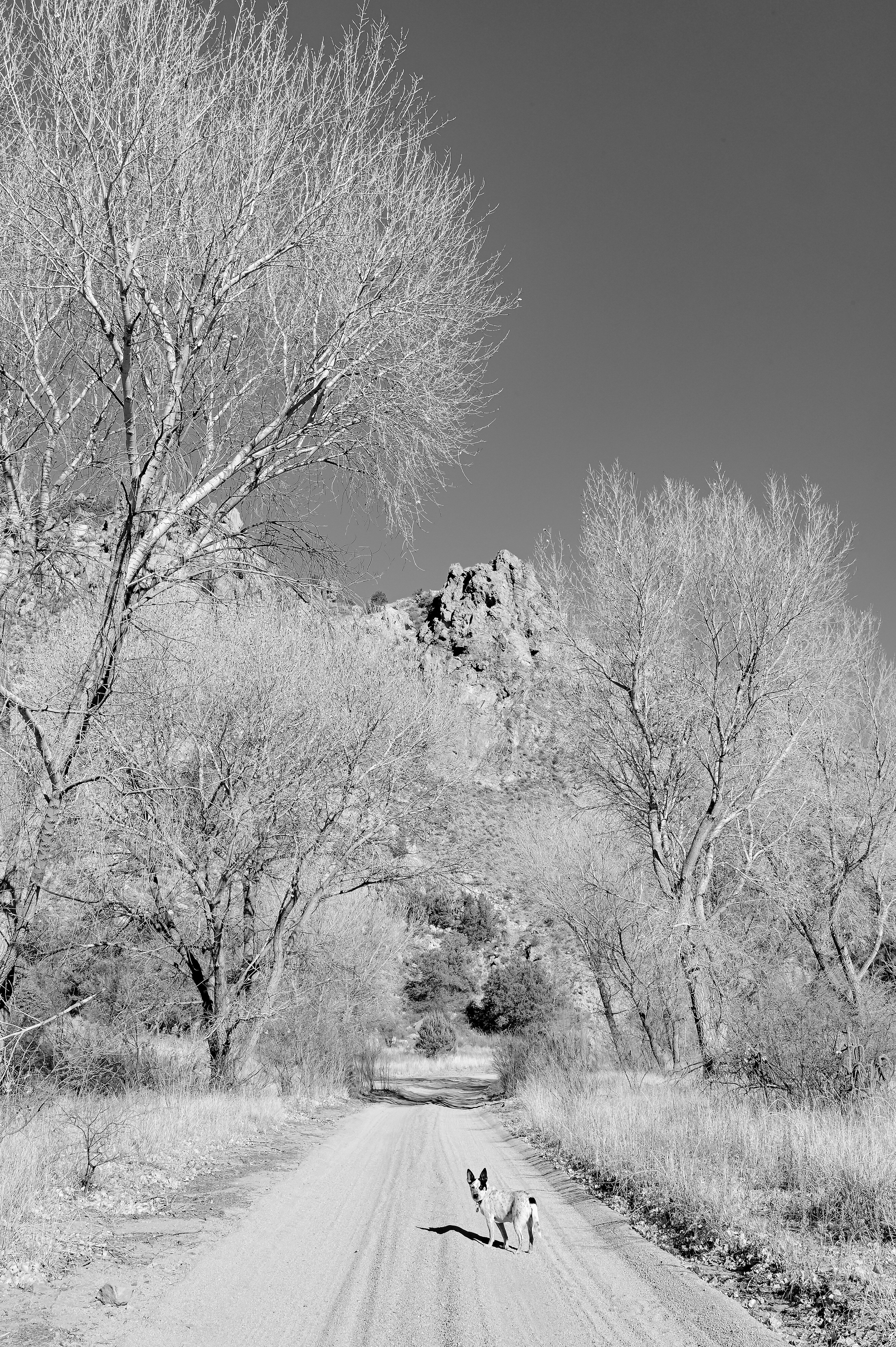 Blackhawk Canyon, New Mexico