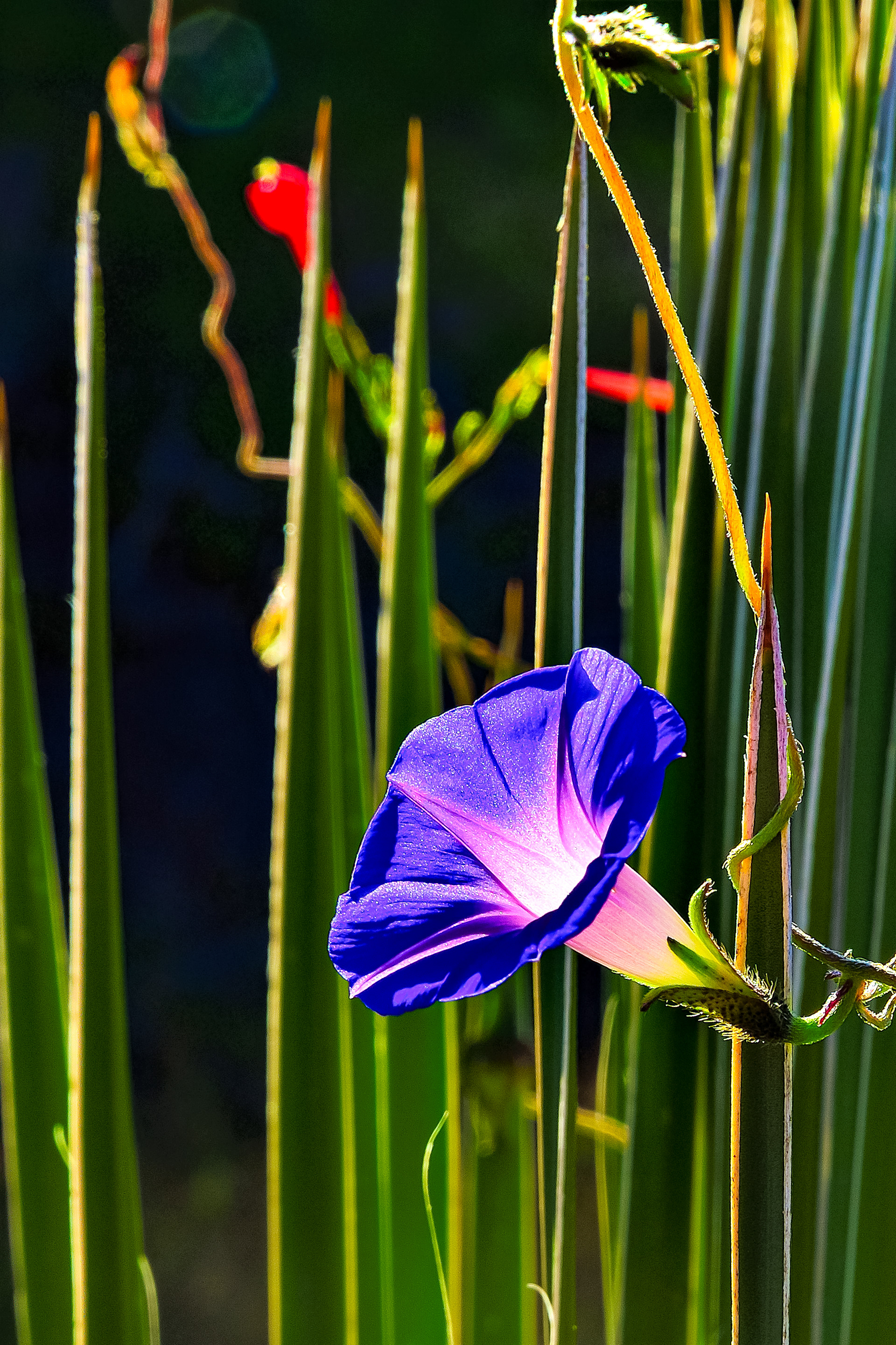 Morning Glory in Yucca