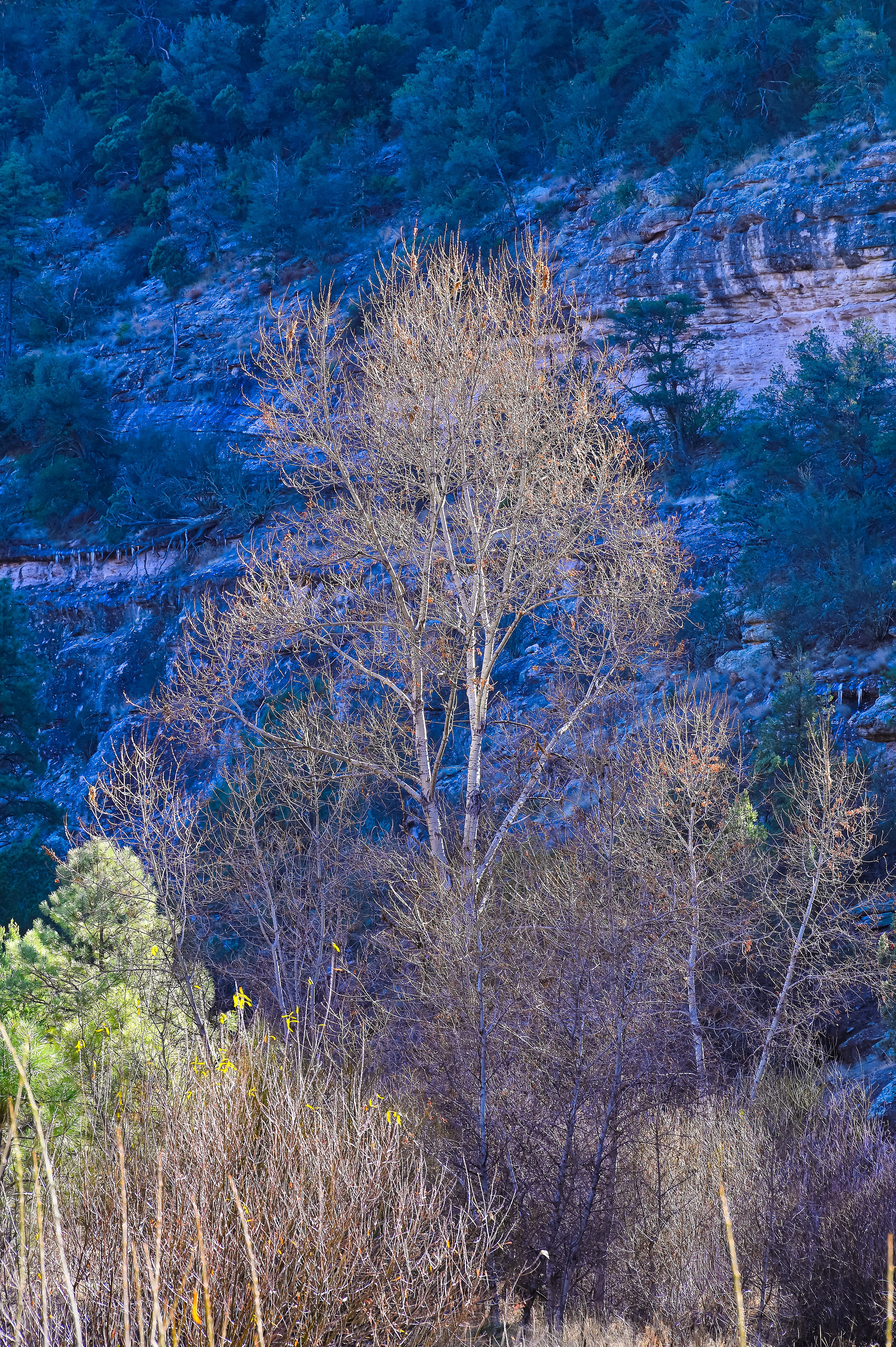 Winter Cottonwood