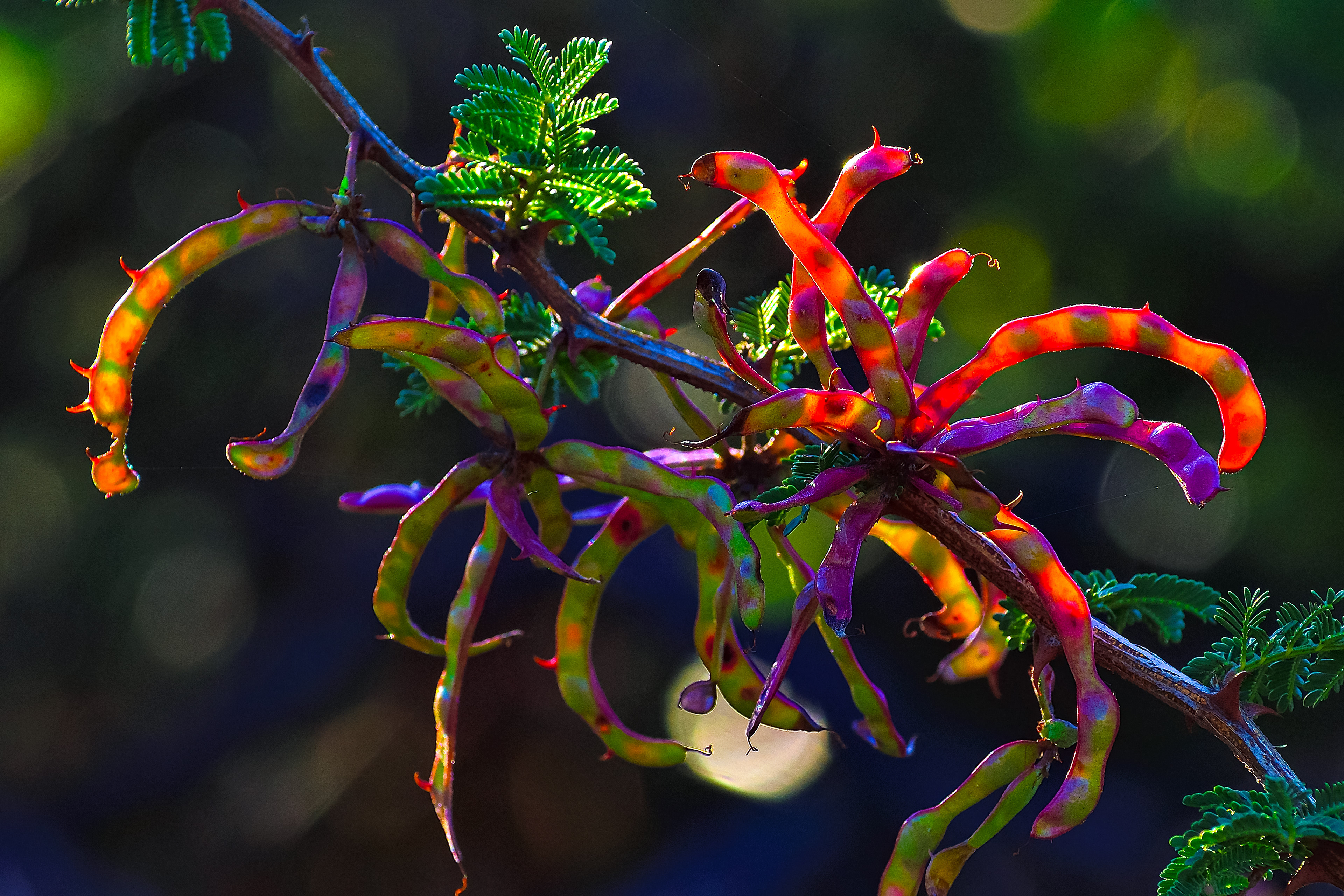 Catclaw Acacia Seed Pods