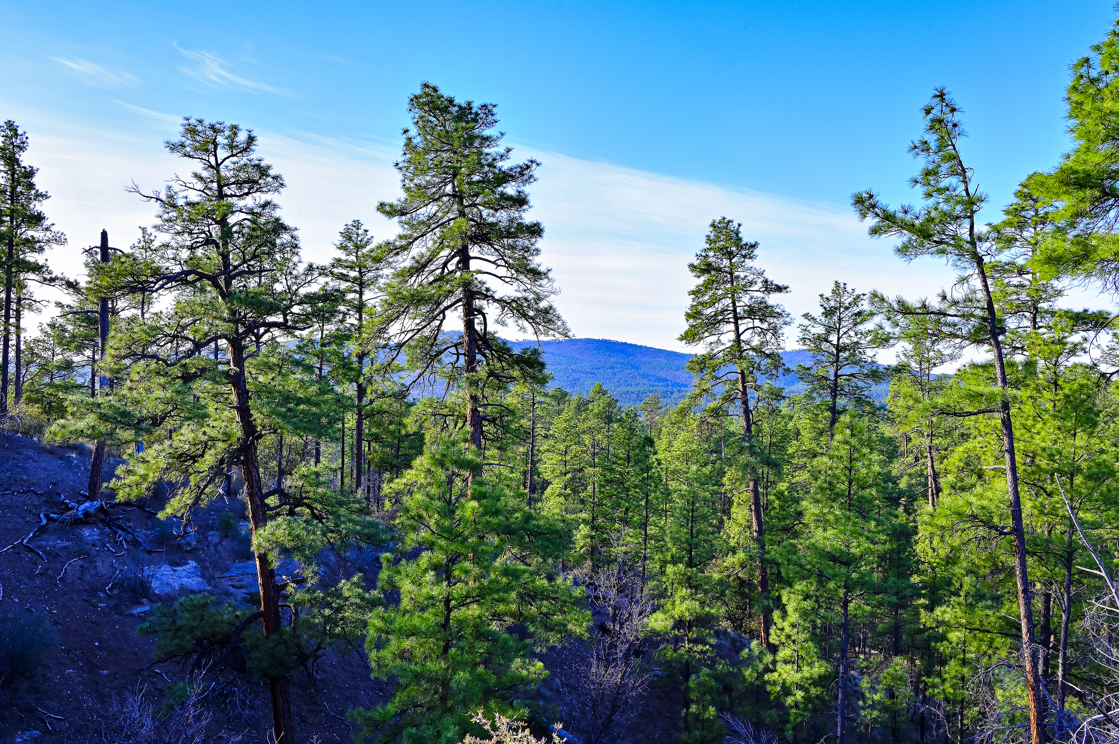 Morning in the Pines, Gila Wilderness, New Mexico