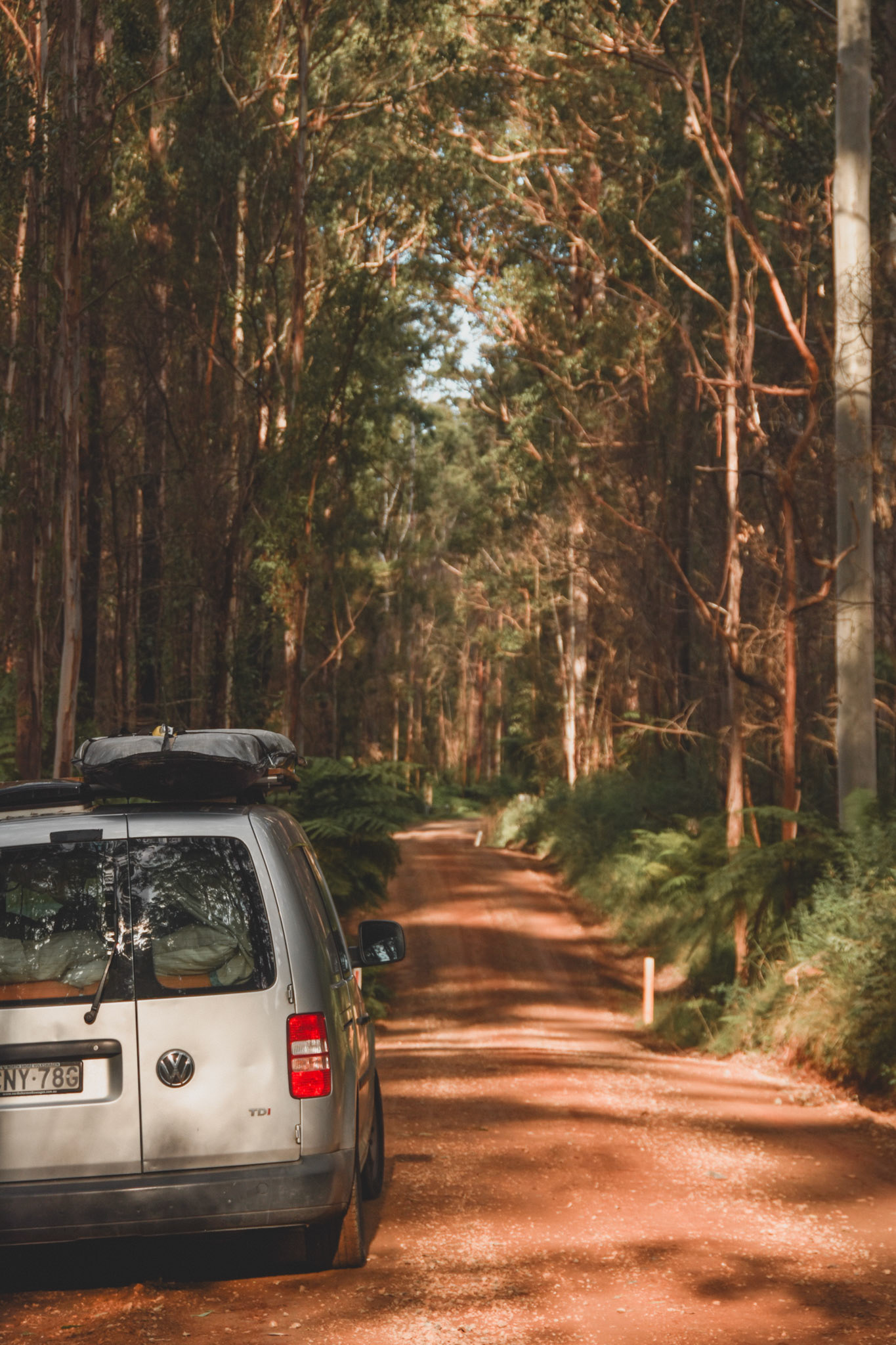 Tree lines roads