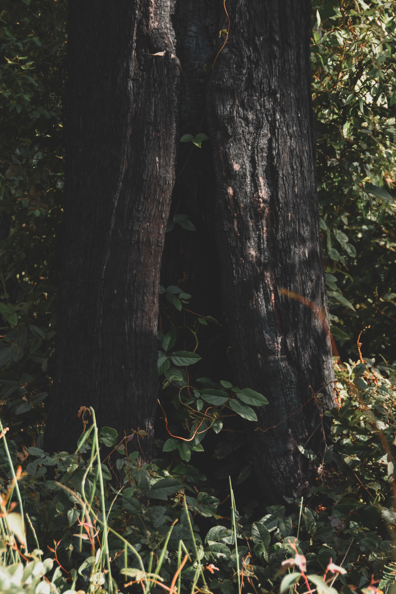 Growth emerges from fire damaged trees