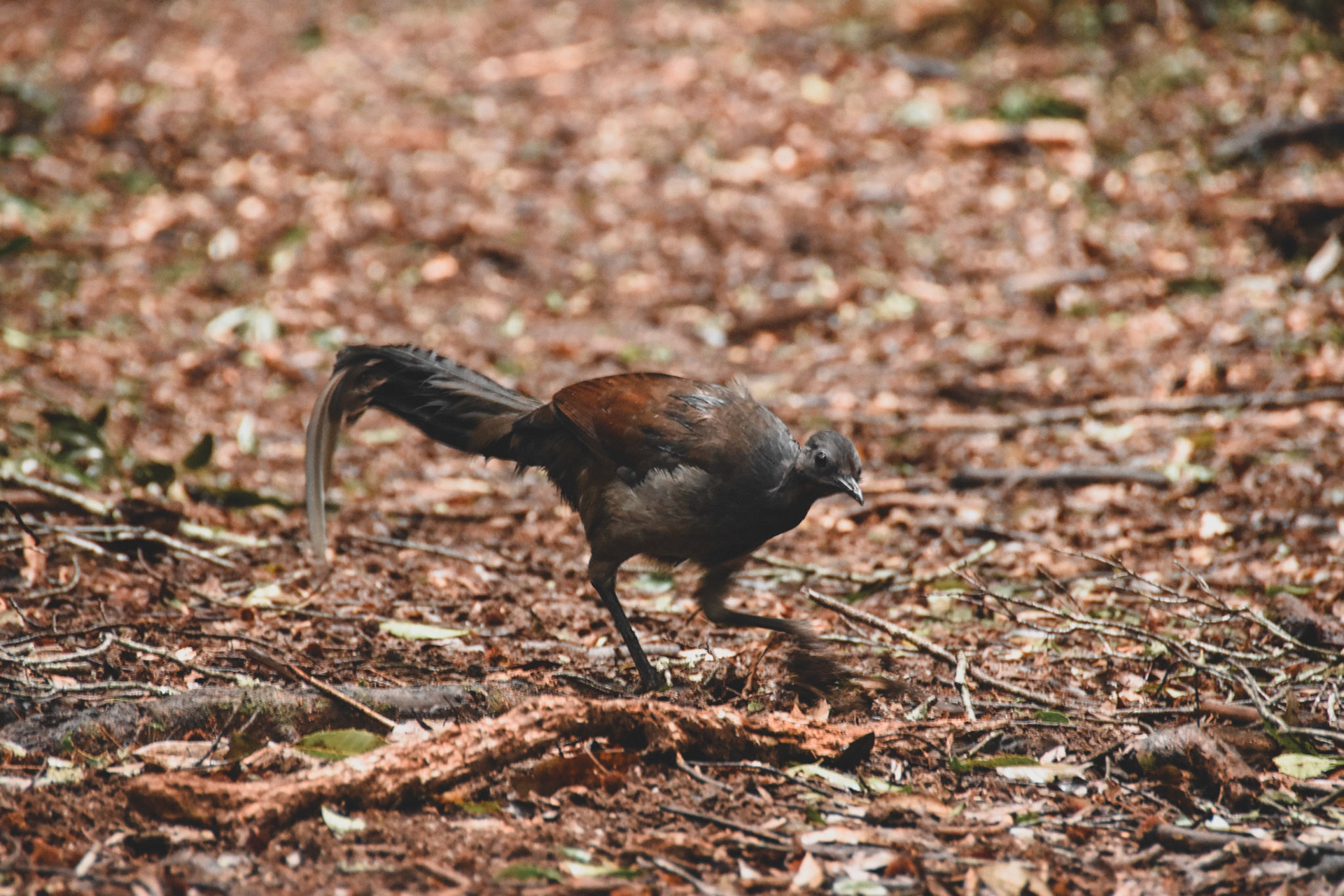 Lyrebird