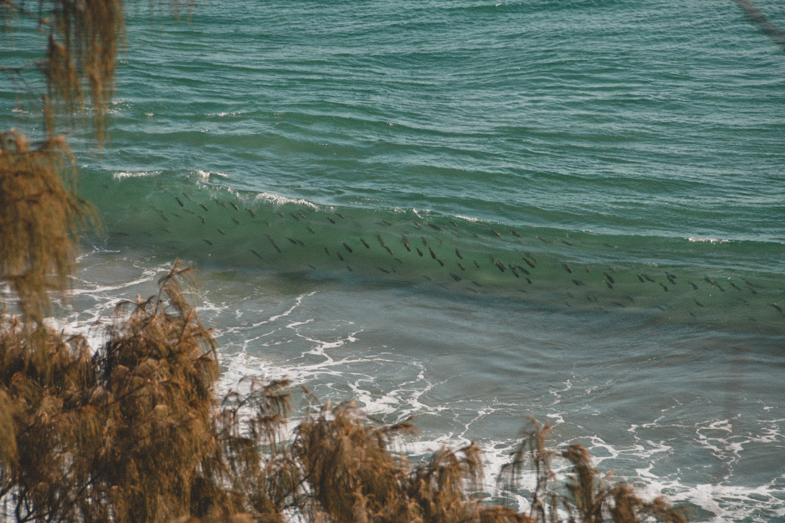 Fish catching a wave