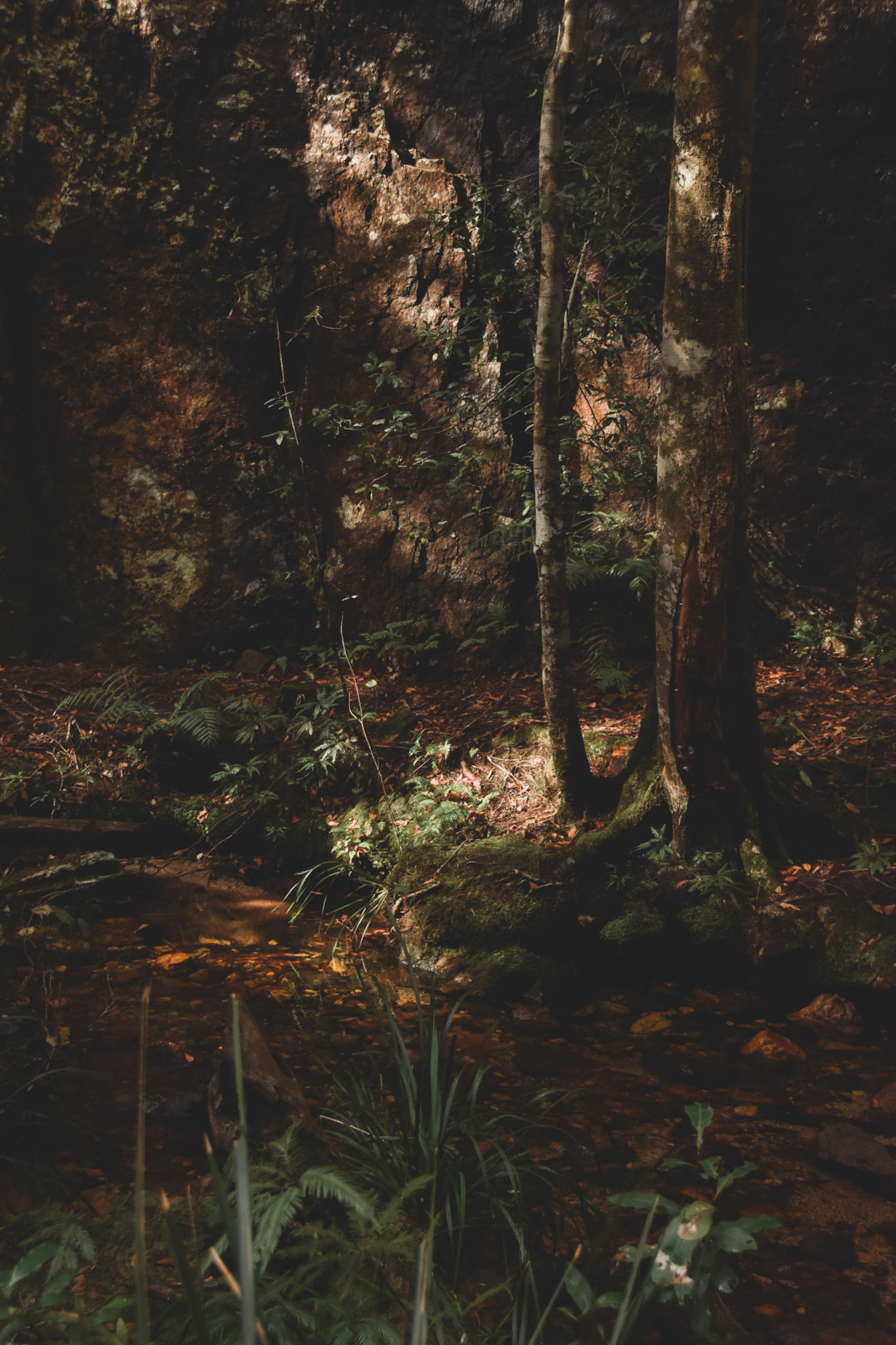 A little pocket of rainforest