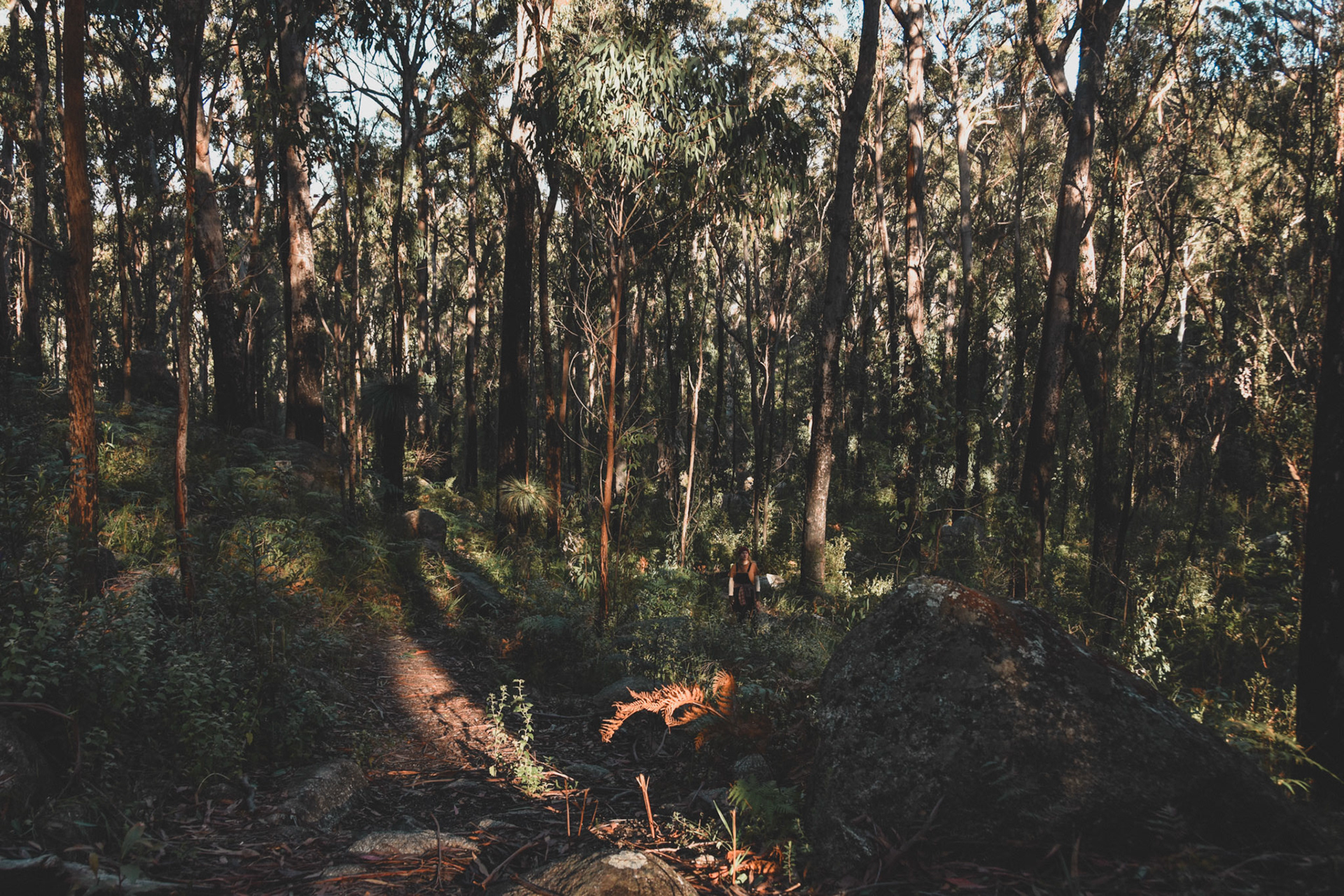 Getting lost in a forest of ferns