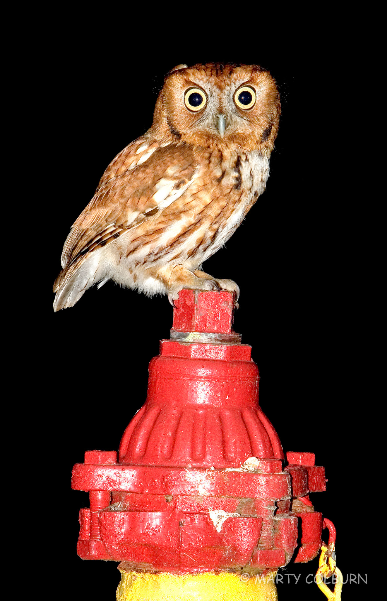 Screech Owl=deer close