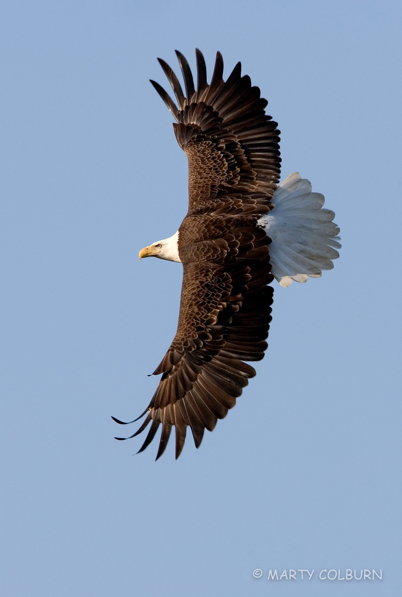 Eagle - Ky Dam area