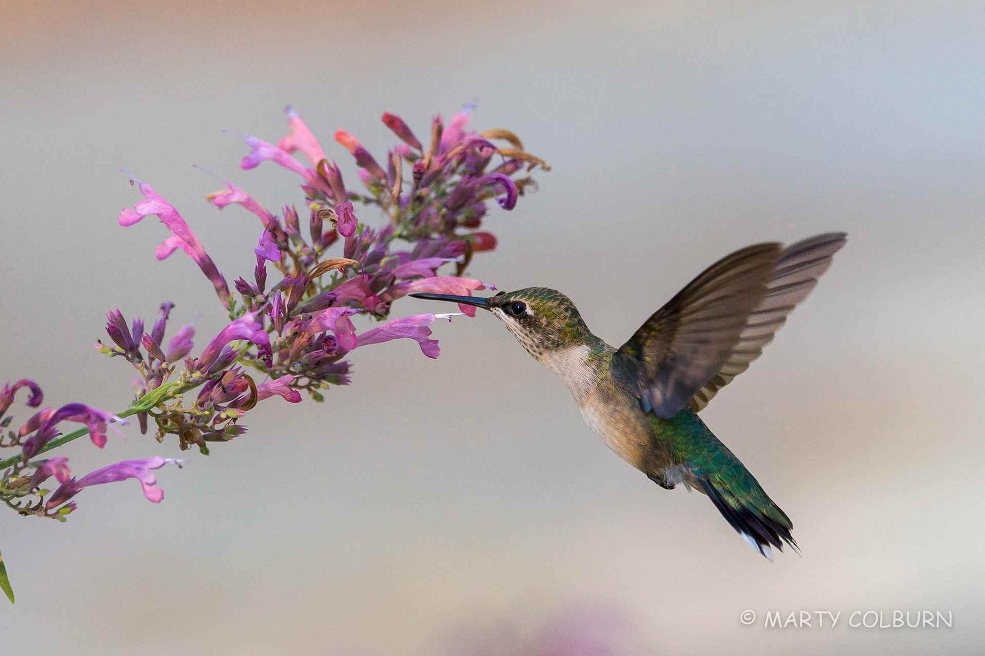 Hummingbird