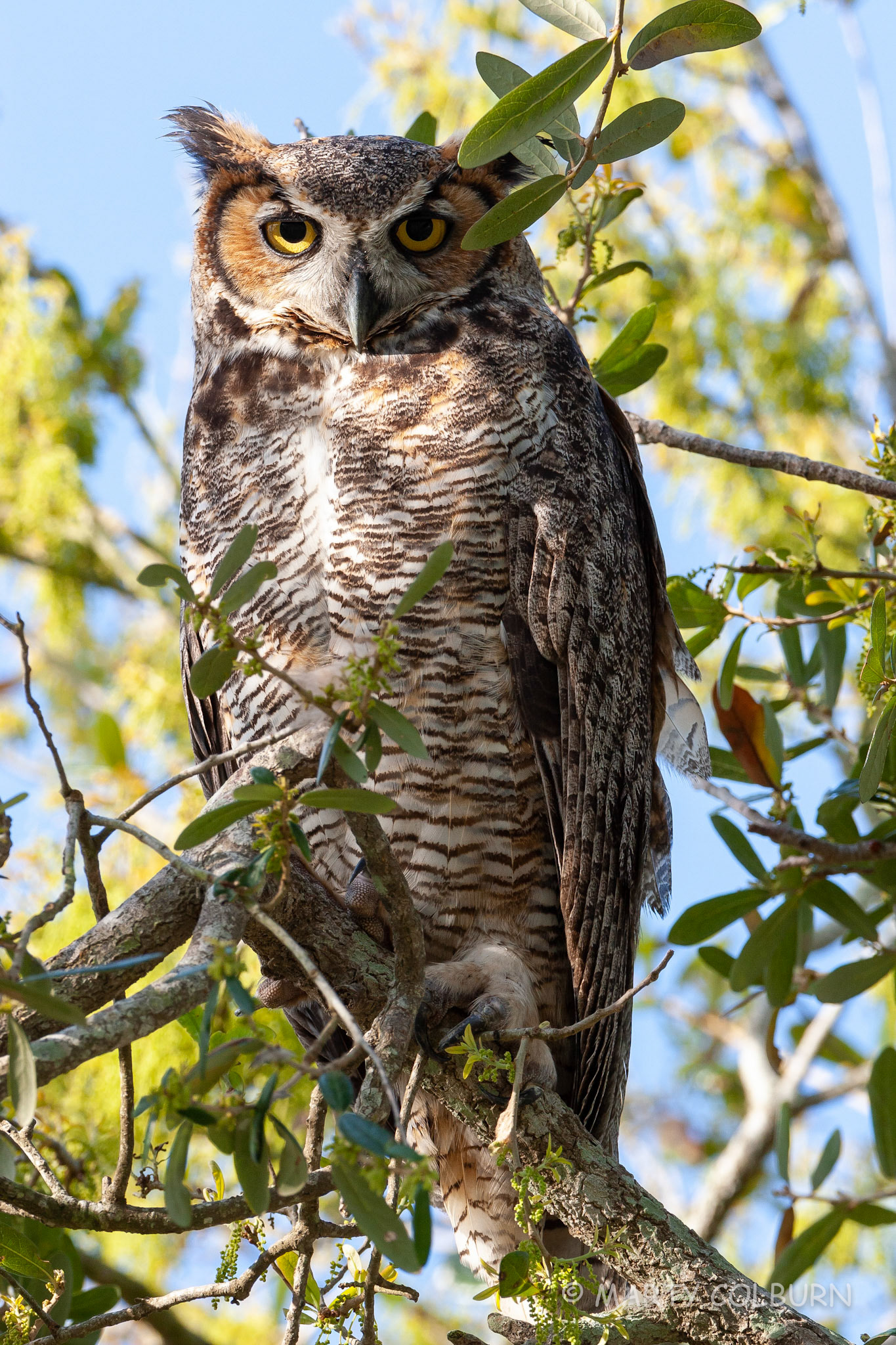 Great Horned Owl - Venice