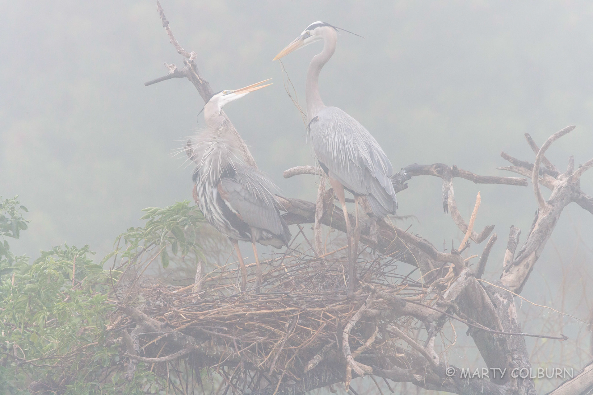 Great Blue Herons in fog - Venice