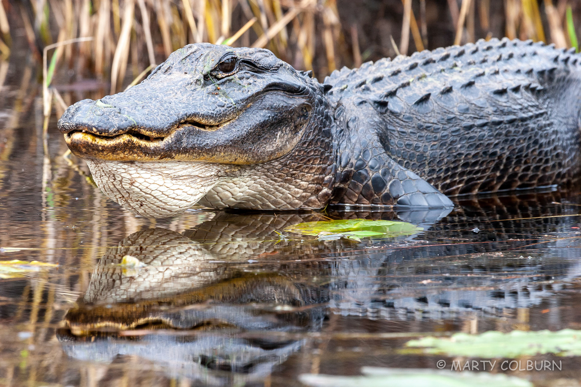 Alligator - Okefenokee Swamp