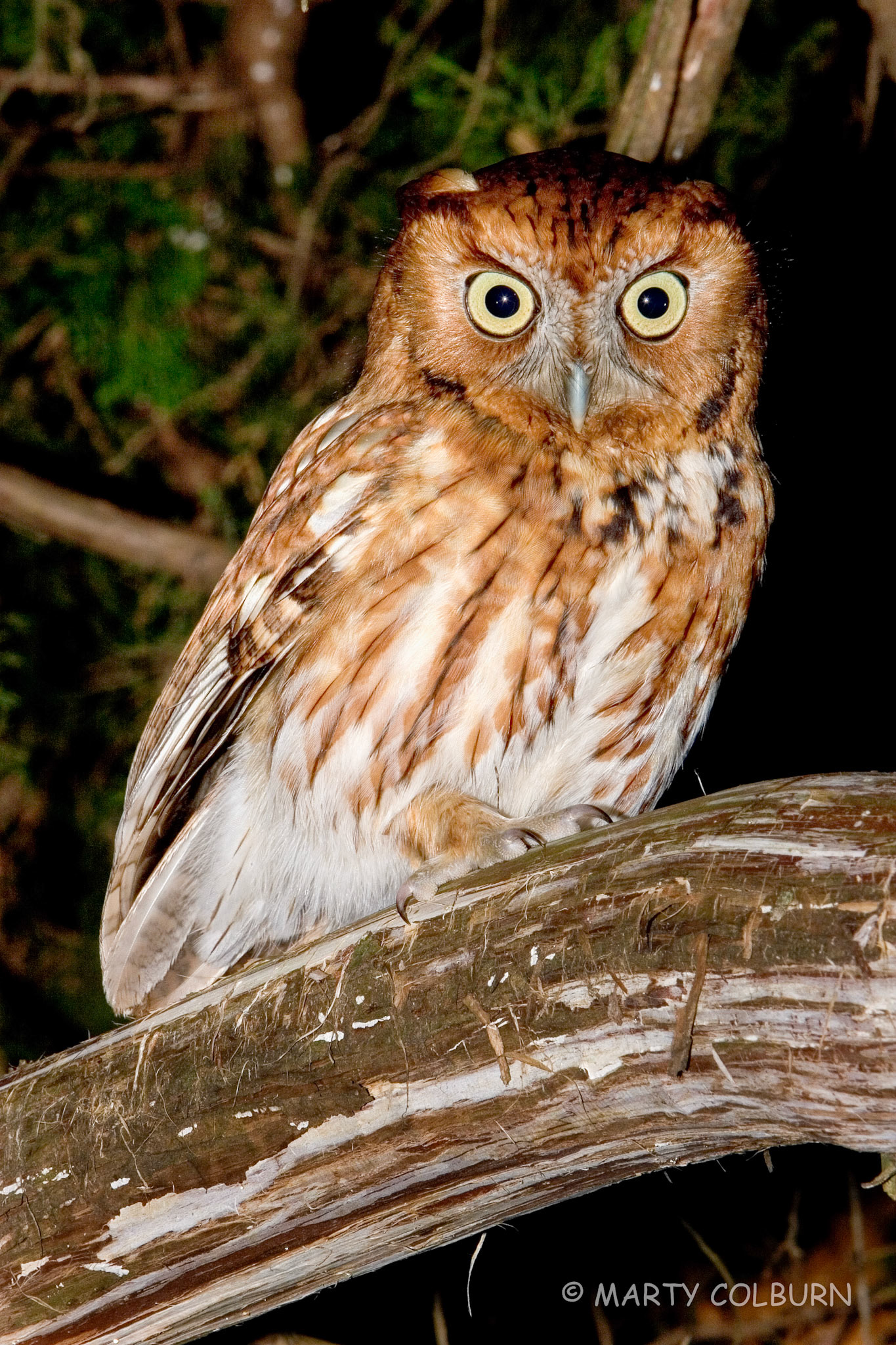 Screech Owl=deer close