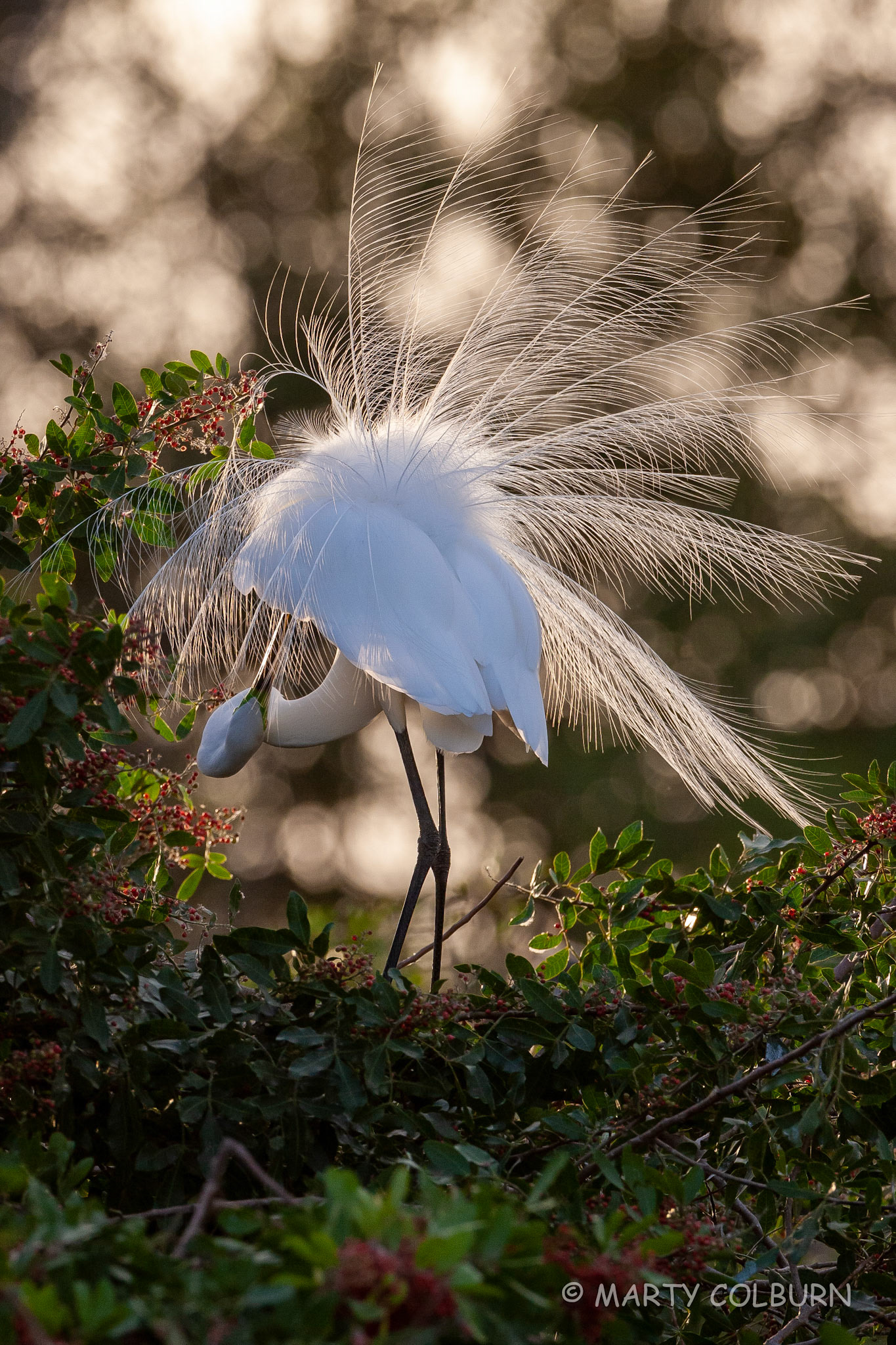 Great Rgret - Venice Rookery