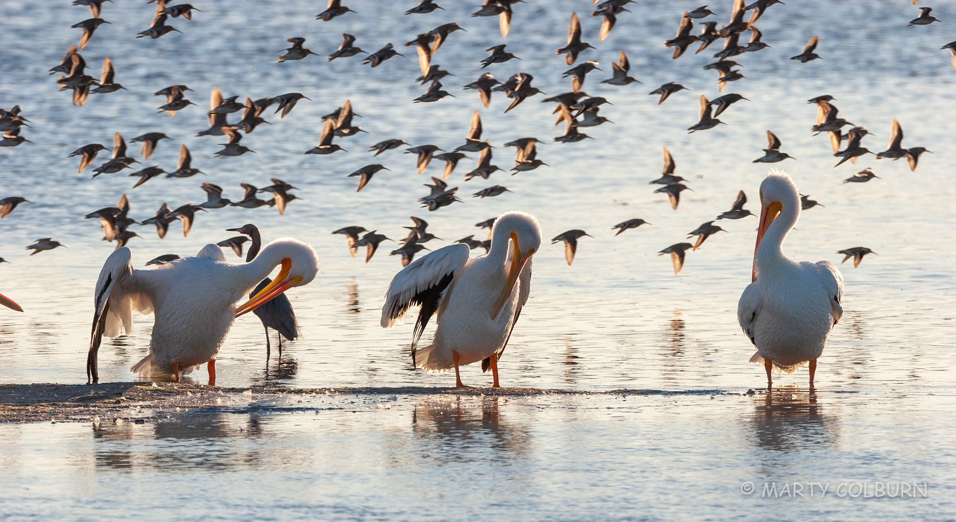 White Pelican - Ding Darling NWR