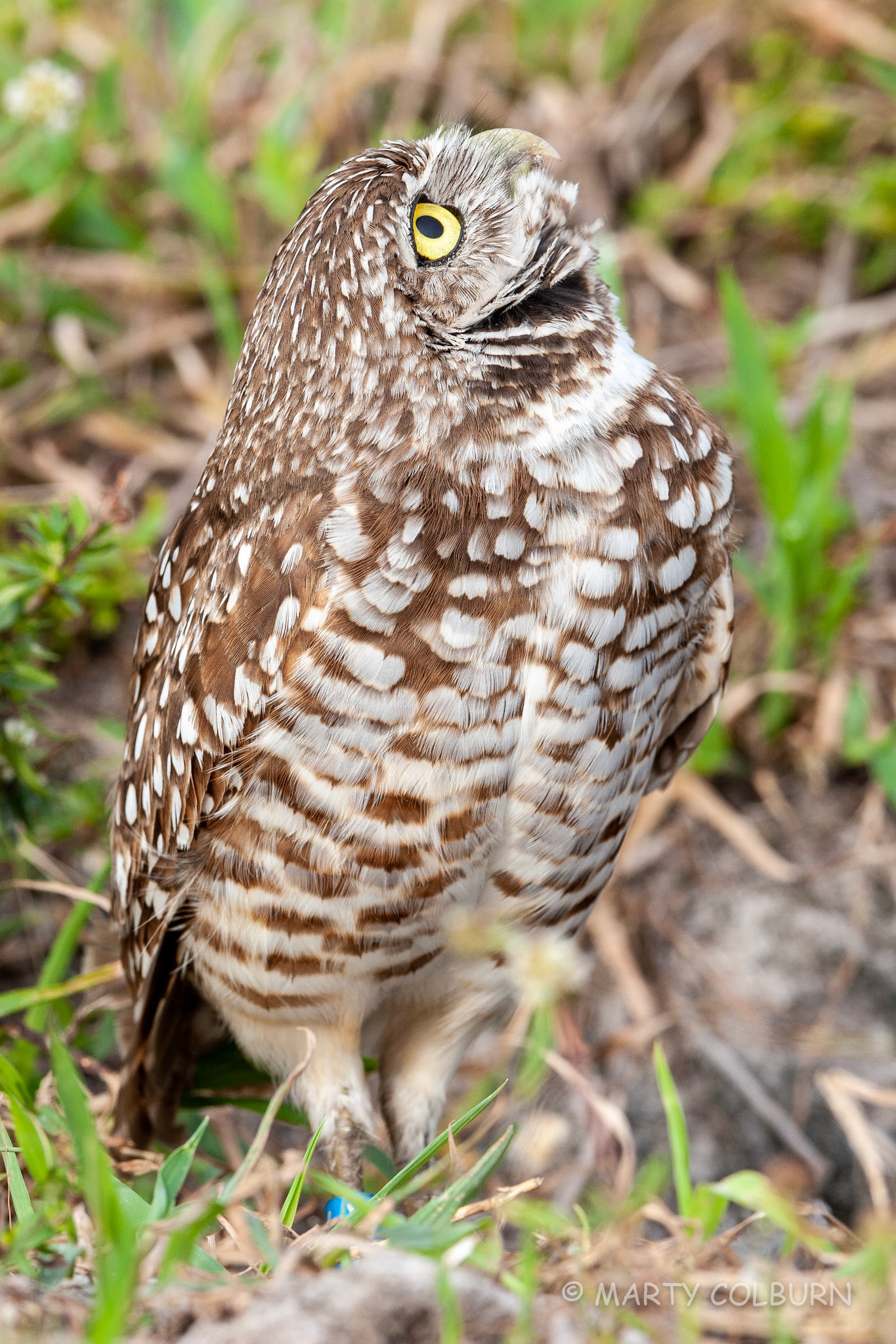 Burrowing Owls-Cape Coral
