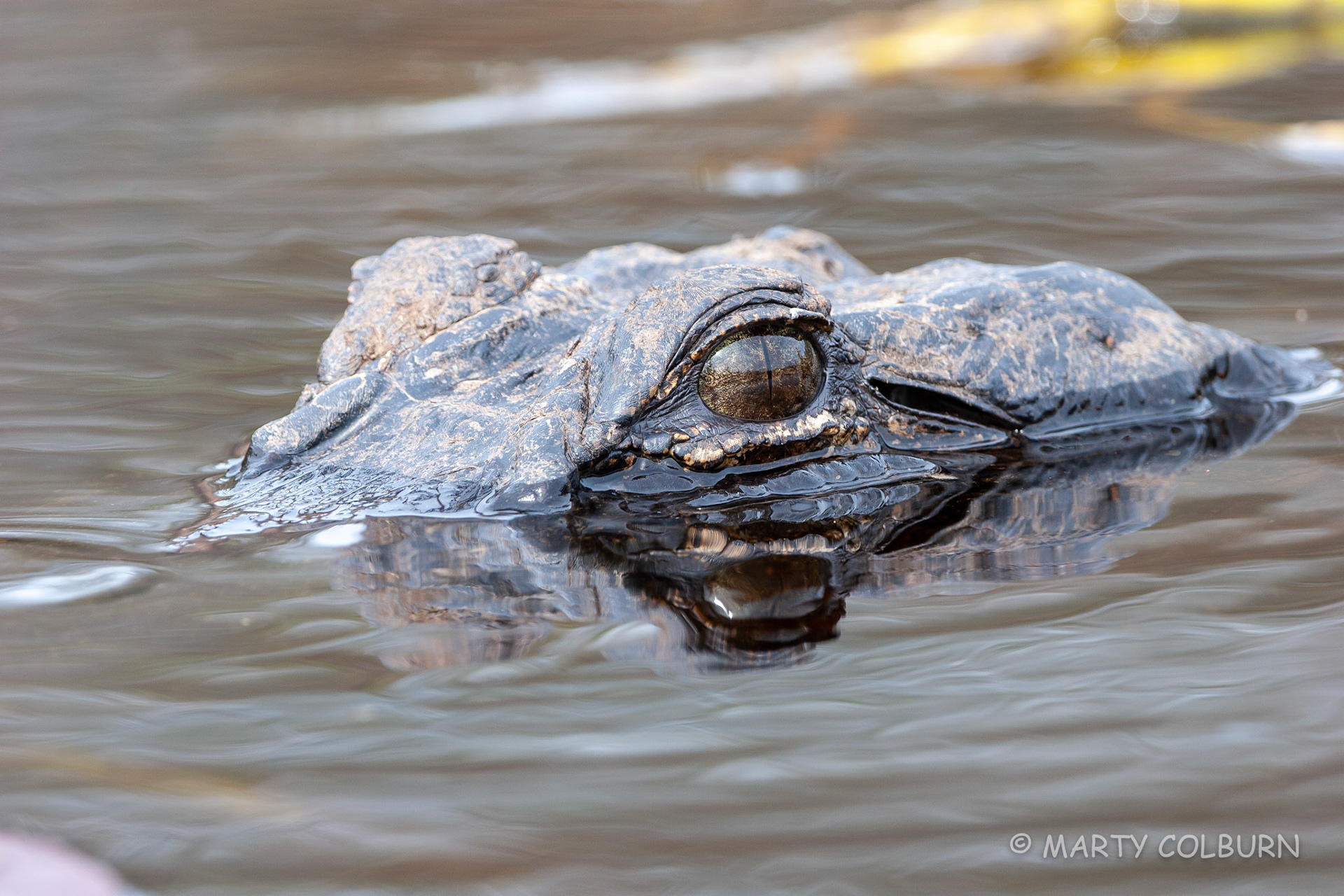 Alligator - Okefenokee Swamp