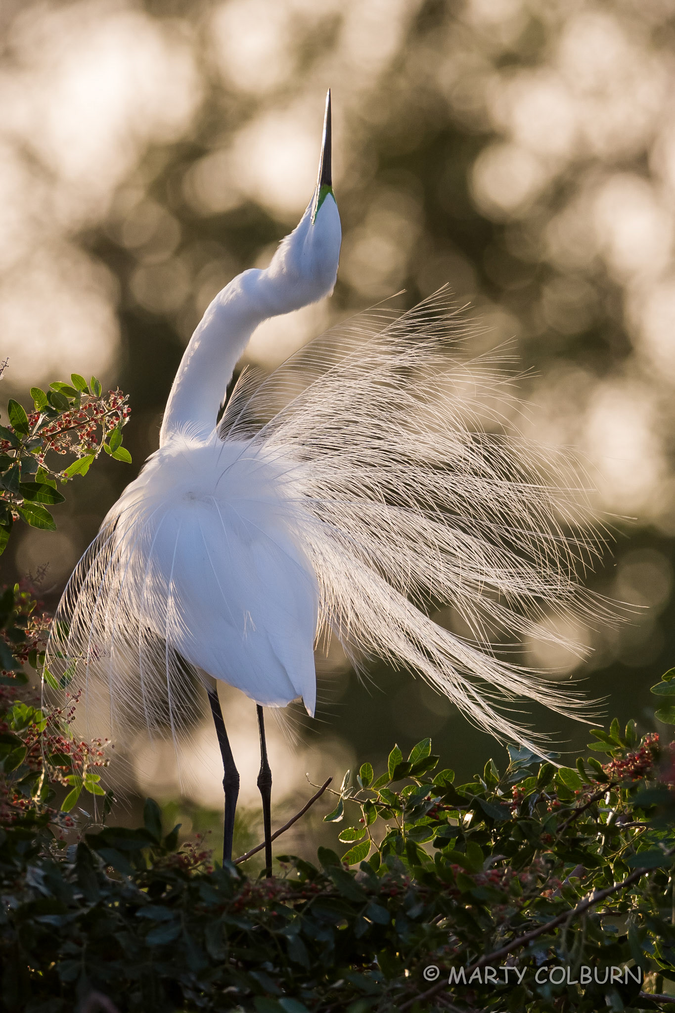 Great Rgret - Venice Rookery