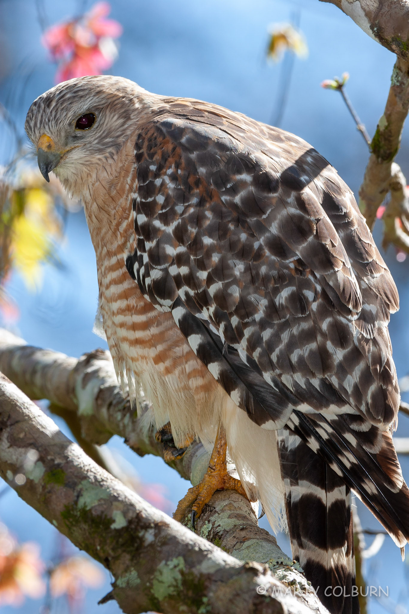Red-shouldered Hawk - Corkscrew Swamp, FL