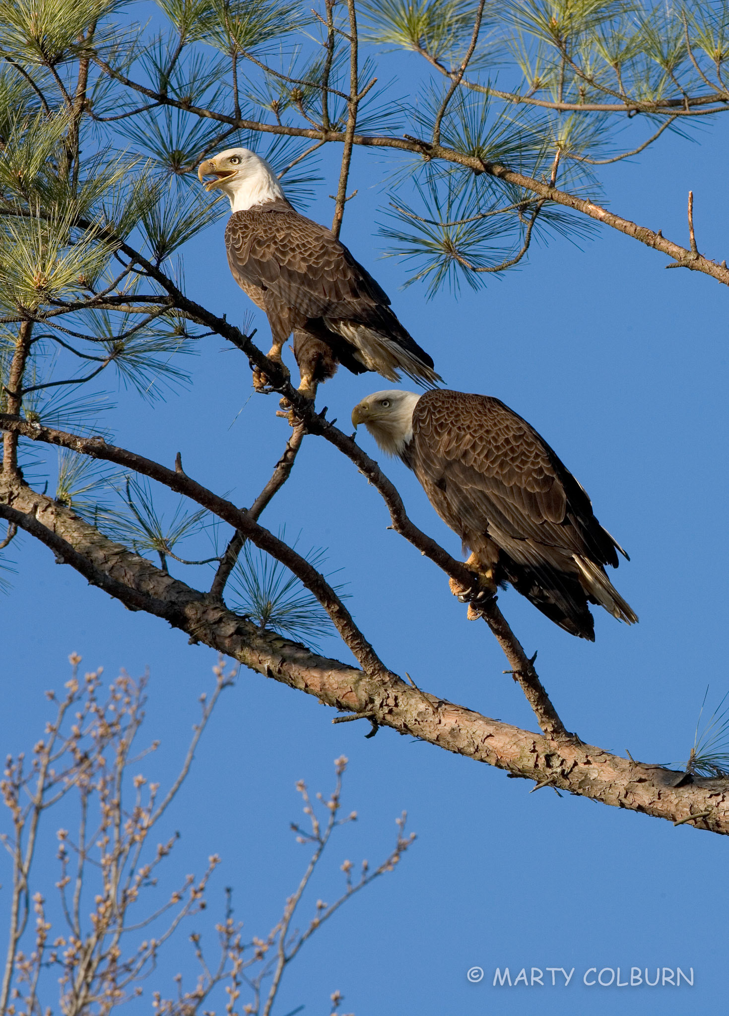 Bald Eagles nest - Fairdealing