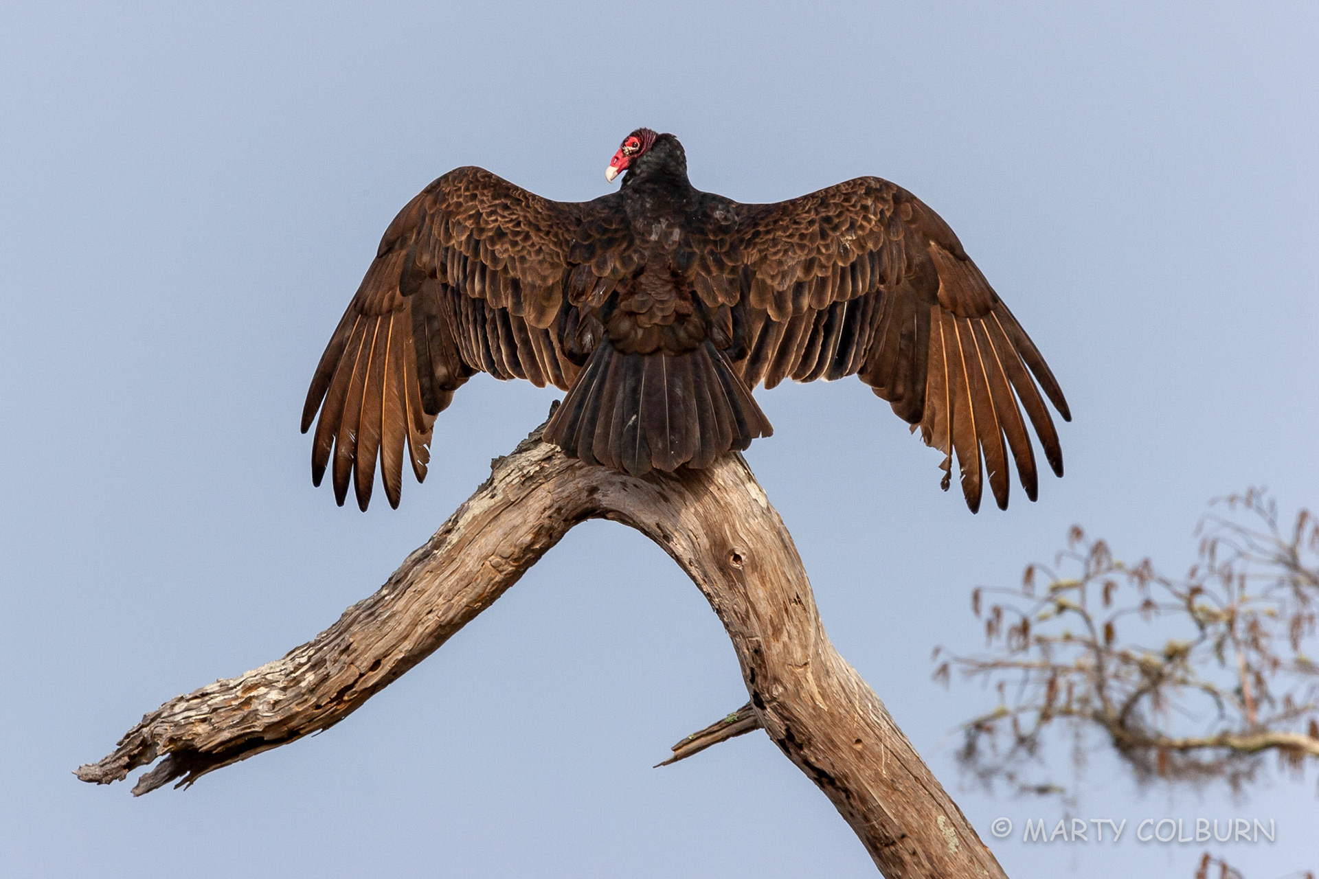 Turkey Vulture - Okefenokee Swamp