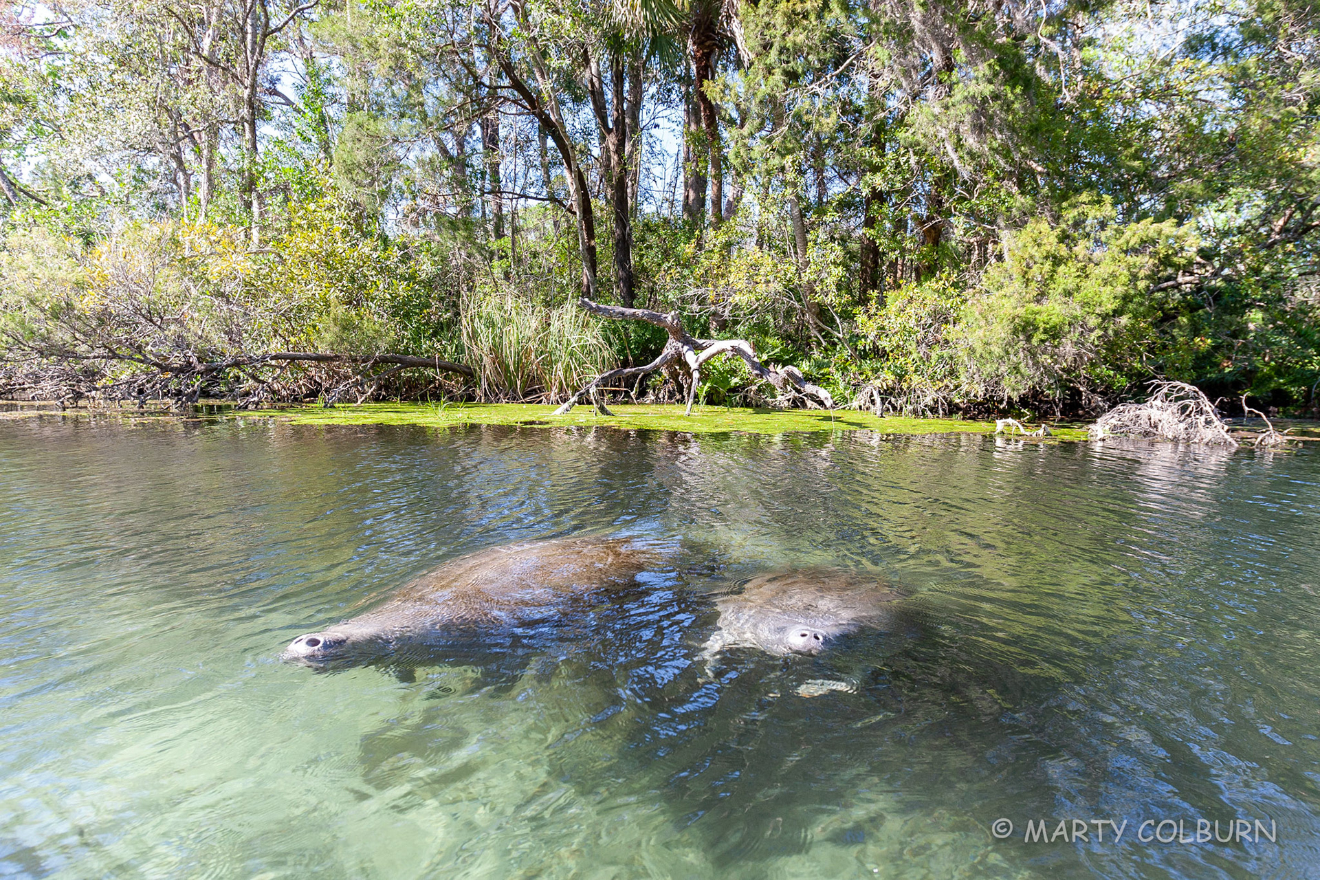 Manatee - Chassahowitza R