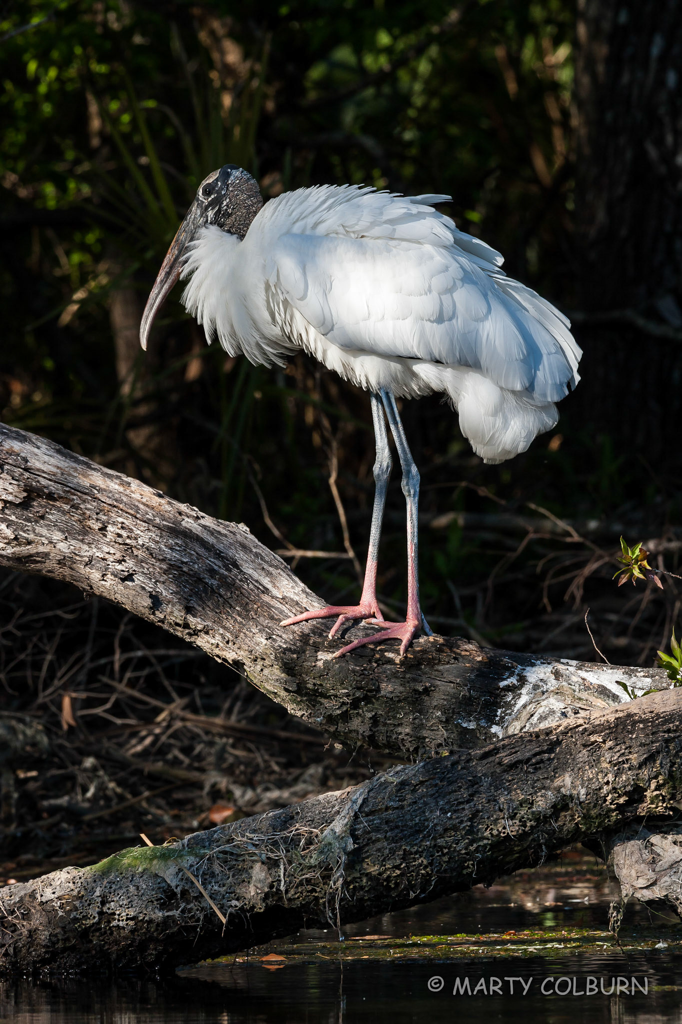 Woodstork - Chassahowitza R