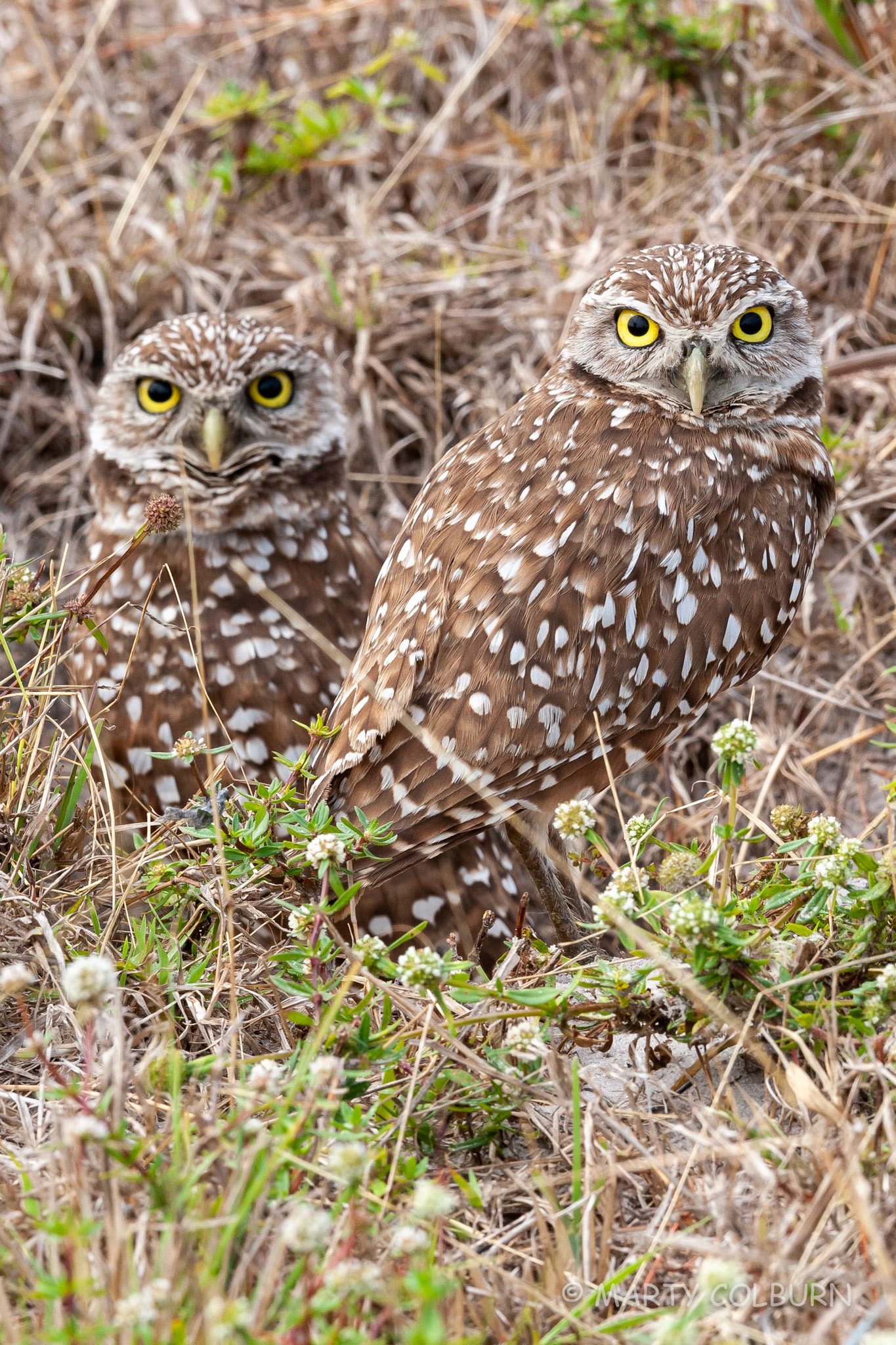 Burrowing Owls-Cape Coral