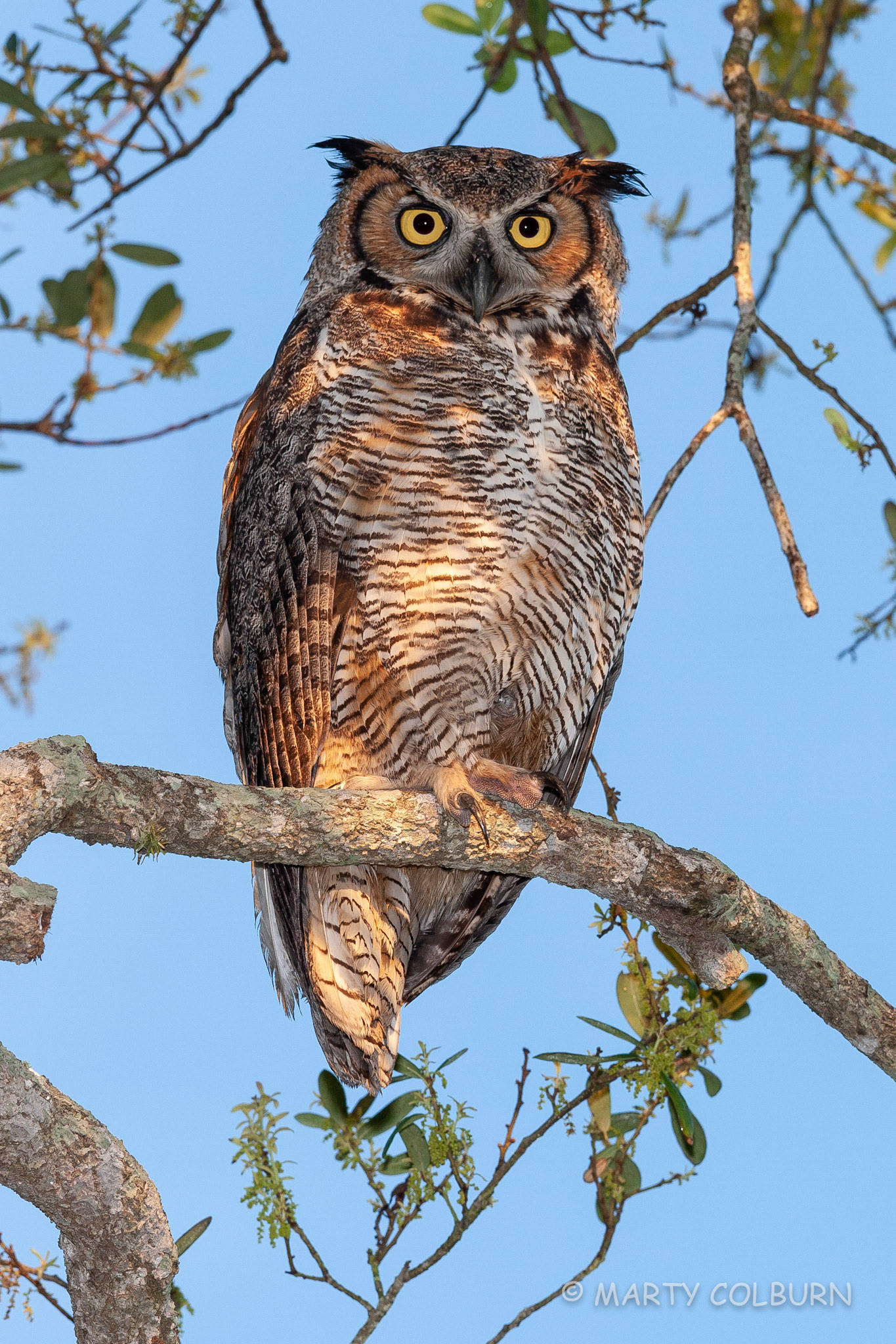 Great Horned Owl - Venice