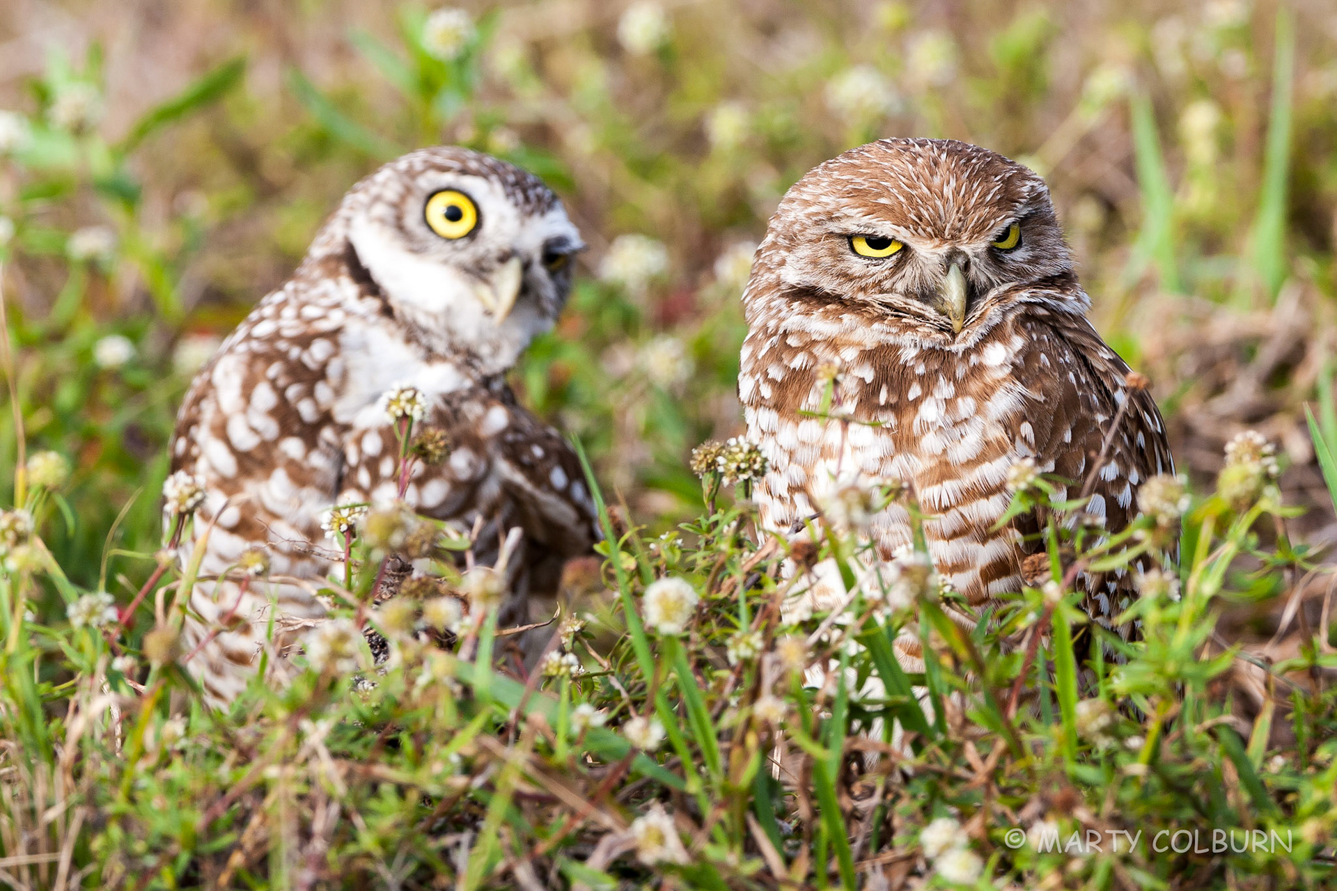 Burrowing Owls-Cape Coral
