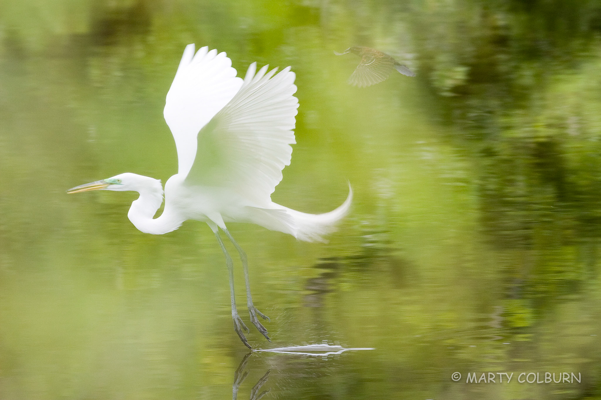 Great Egret - Venice Rookery