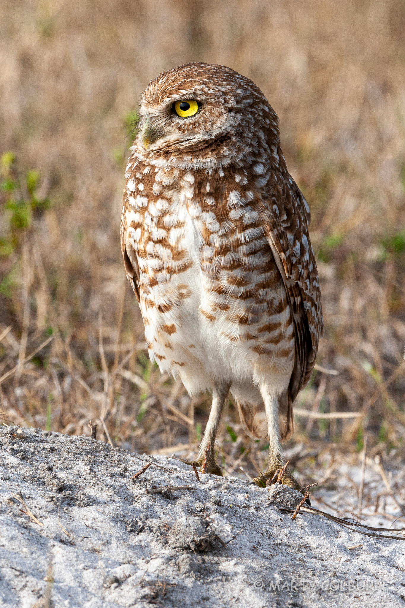 Burrowing Owls-Cape Coral