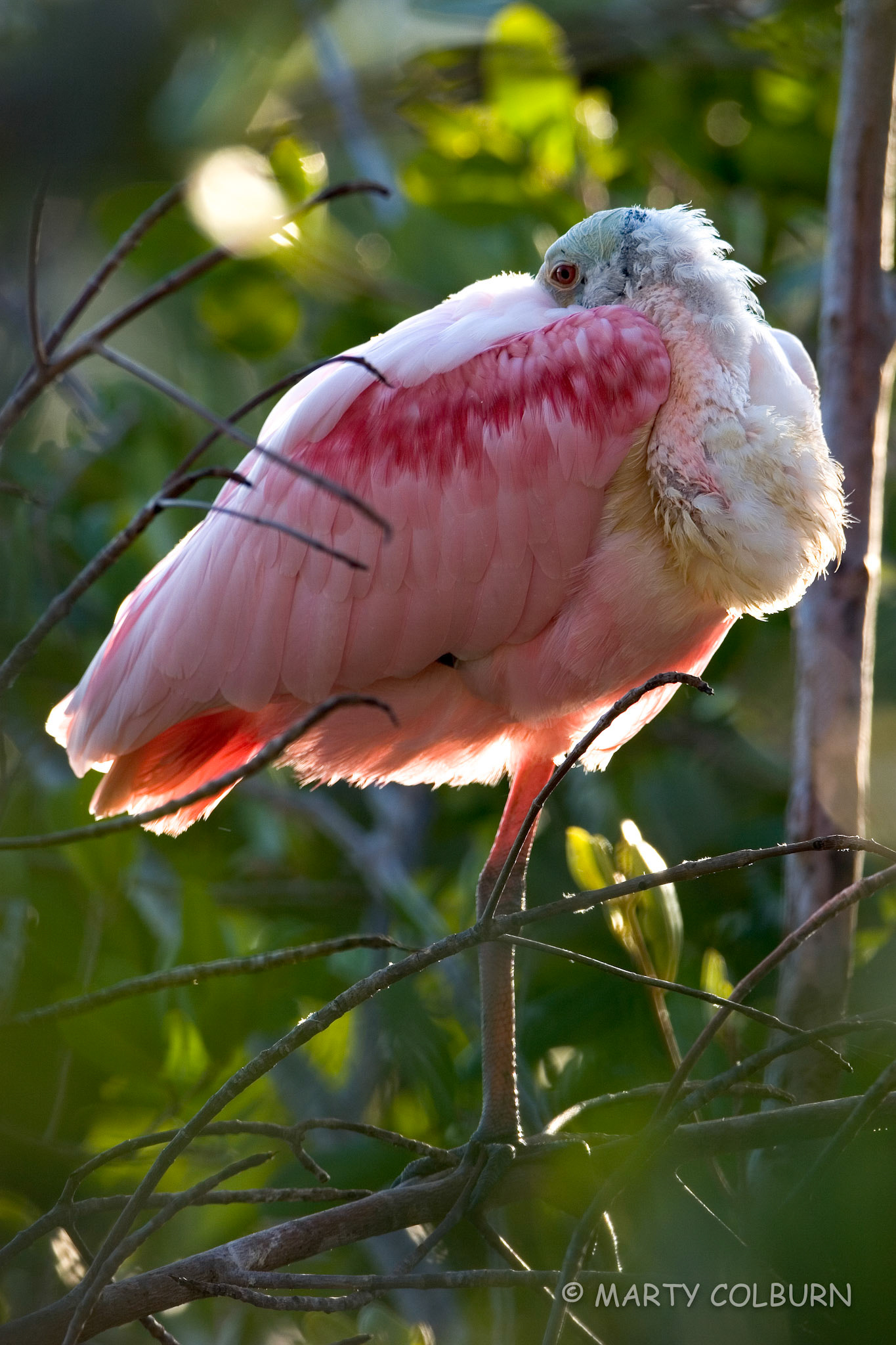 Rosate Spoonbill - Ding Darling NWR