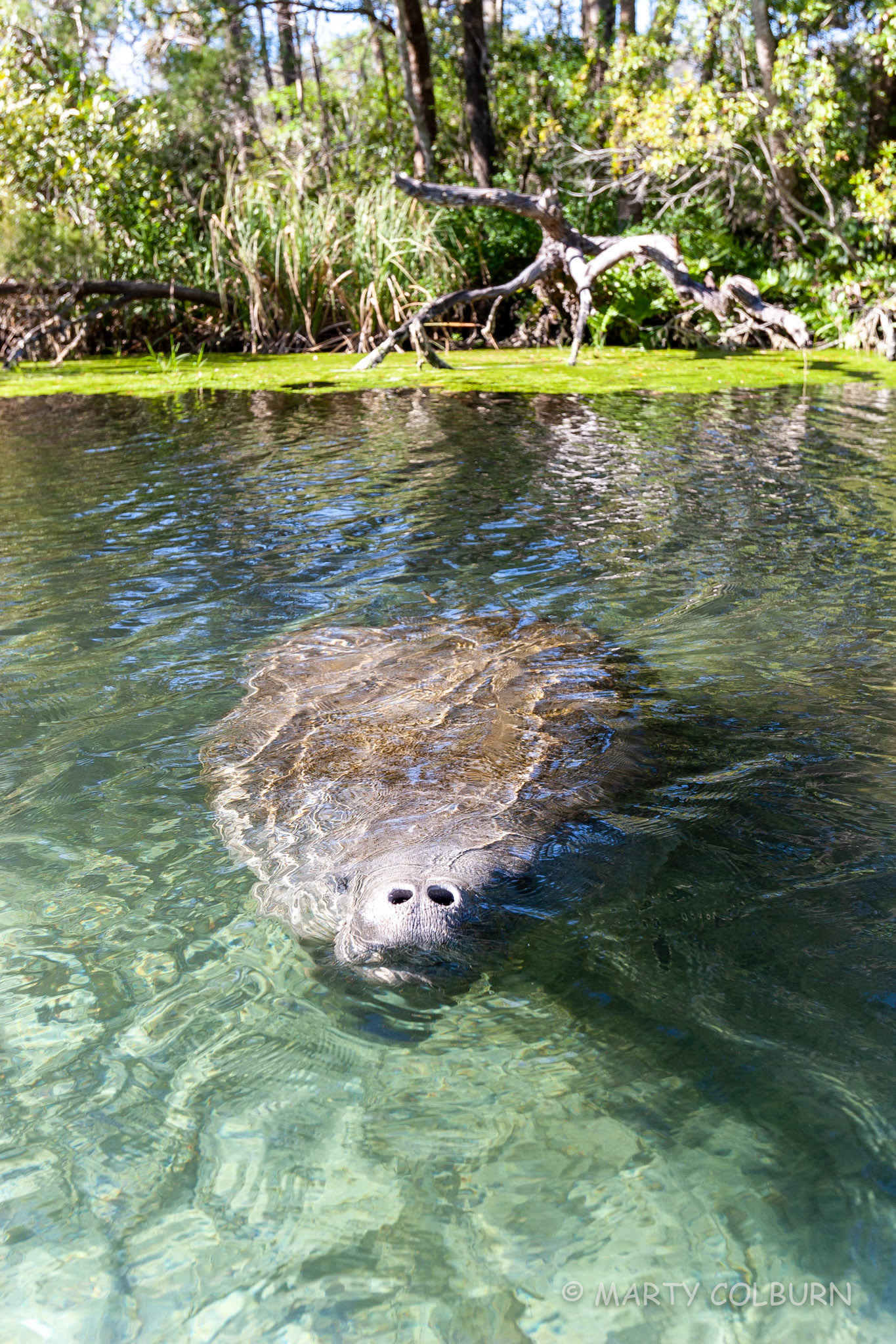 Manatee - Chassahowitza R