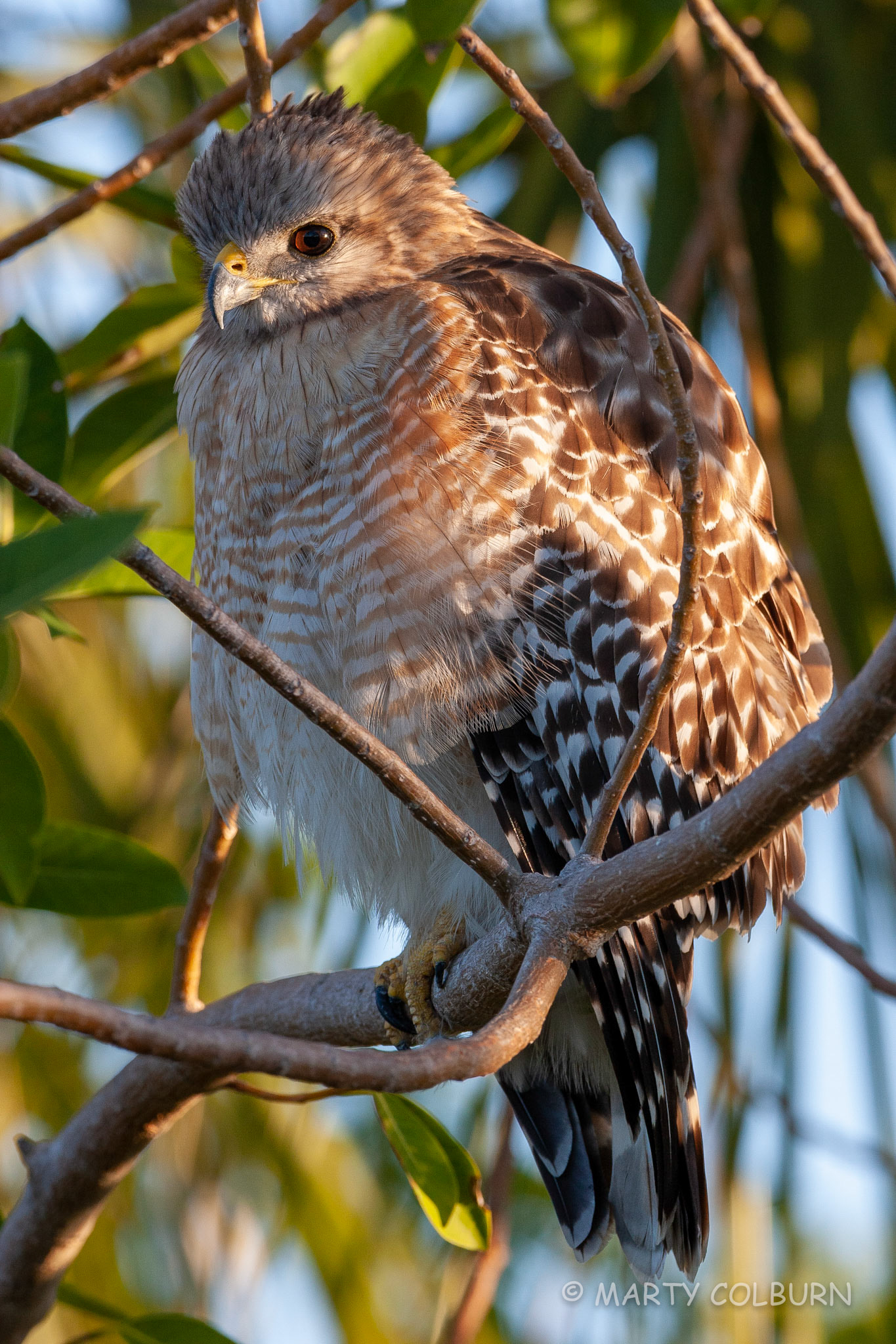 Red-shouldered Hawk - Ding Darling NWR