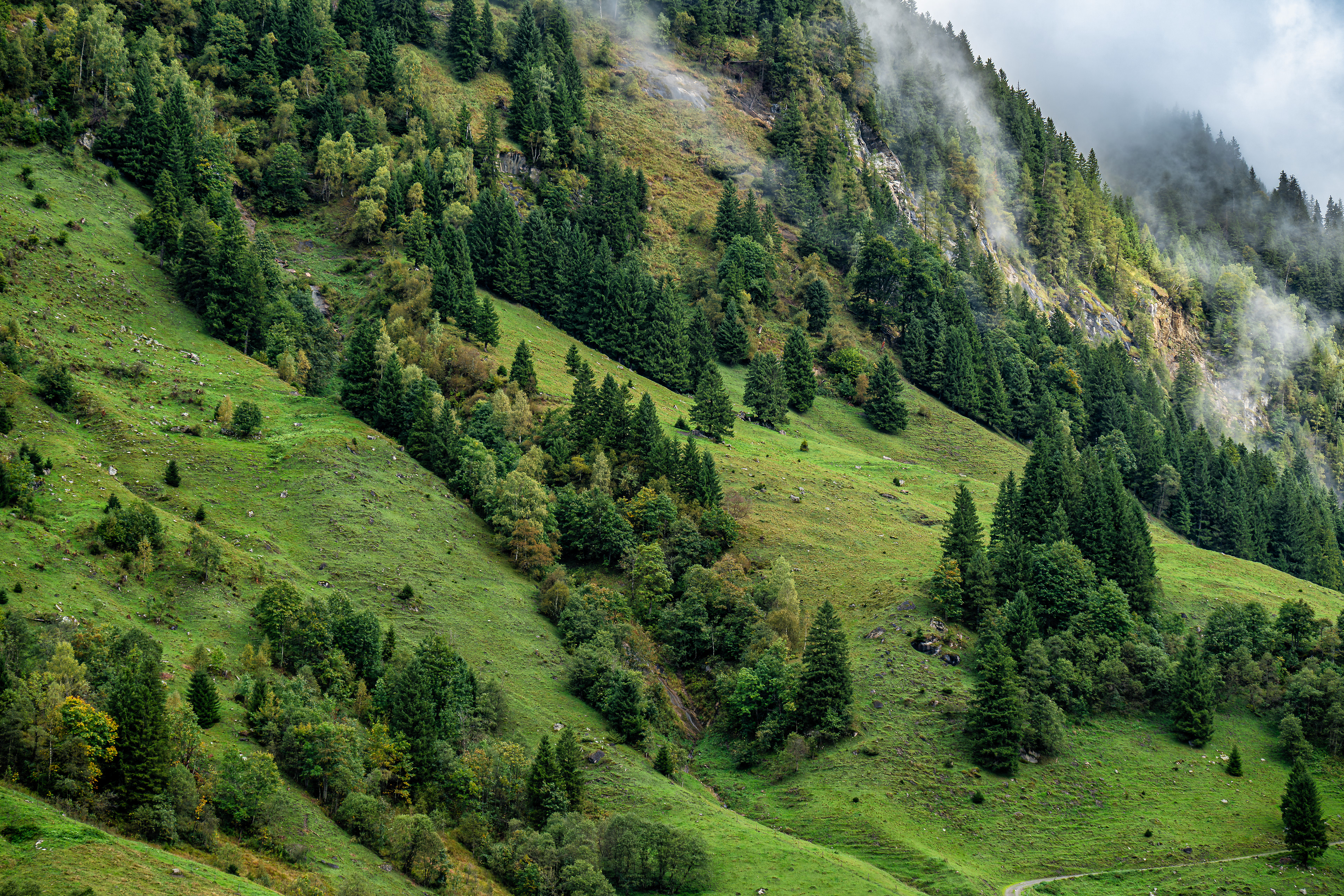 Alpine Mist