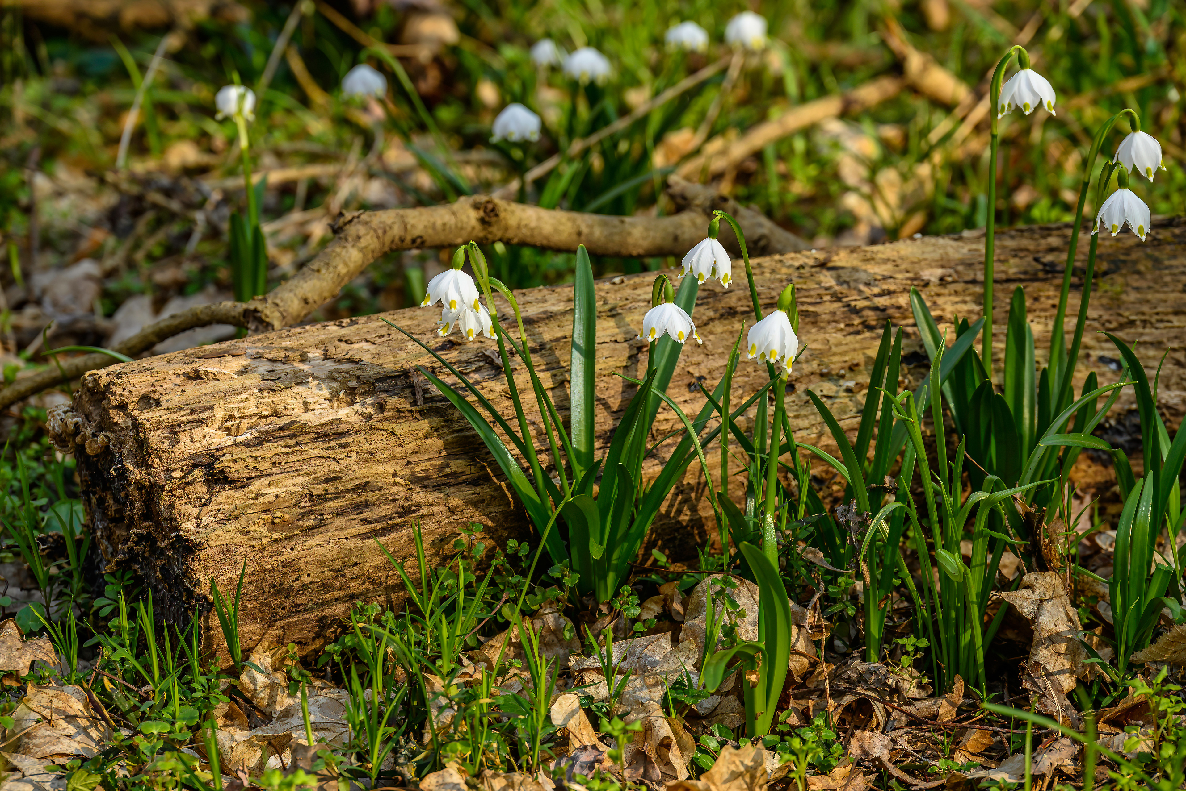 Beneath Fallen Branches